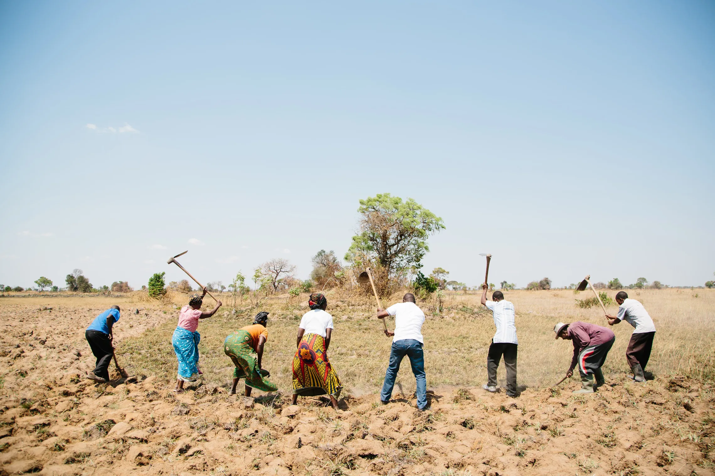 People working together in a field under a clear sky, using hoes to cultivate the soil.
