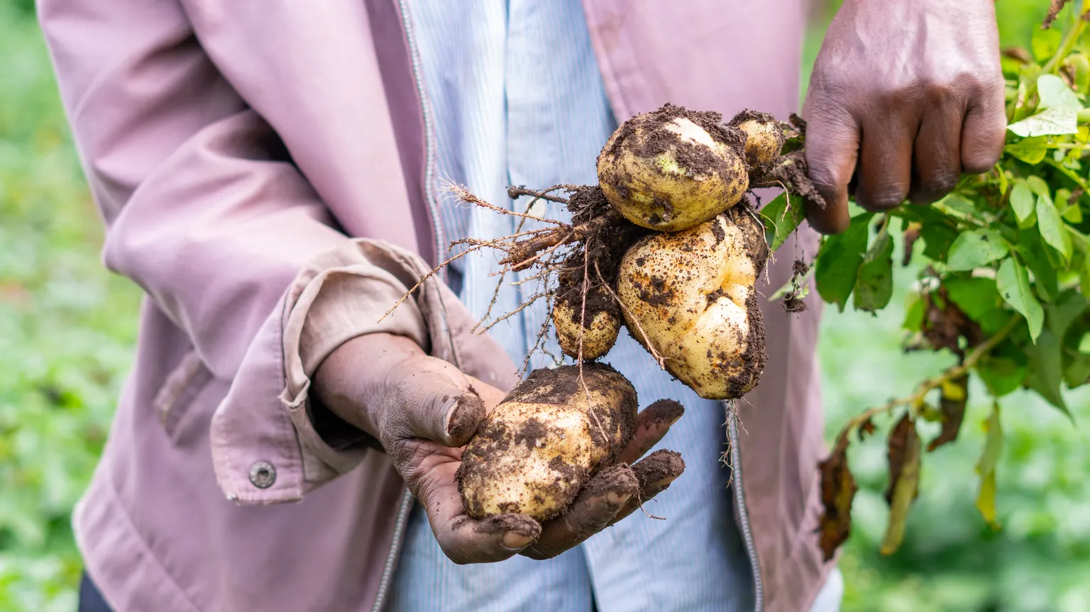 Farmer holding potato plants