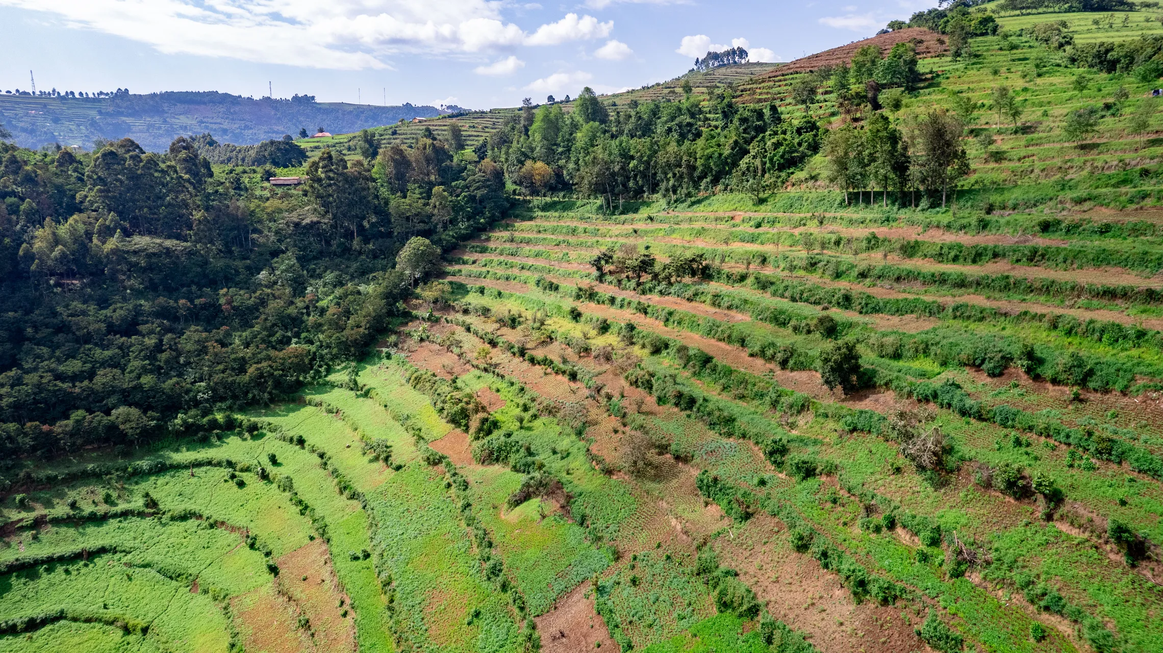 Farm landscape in Uganda Kisoro District