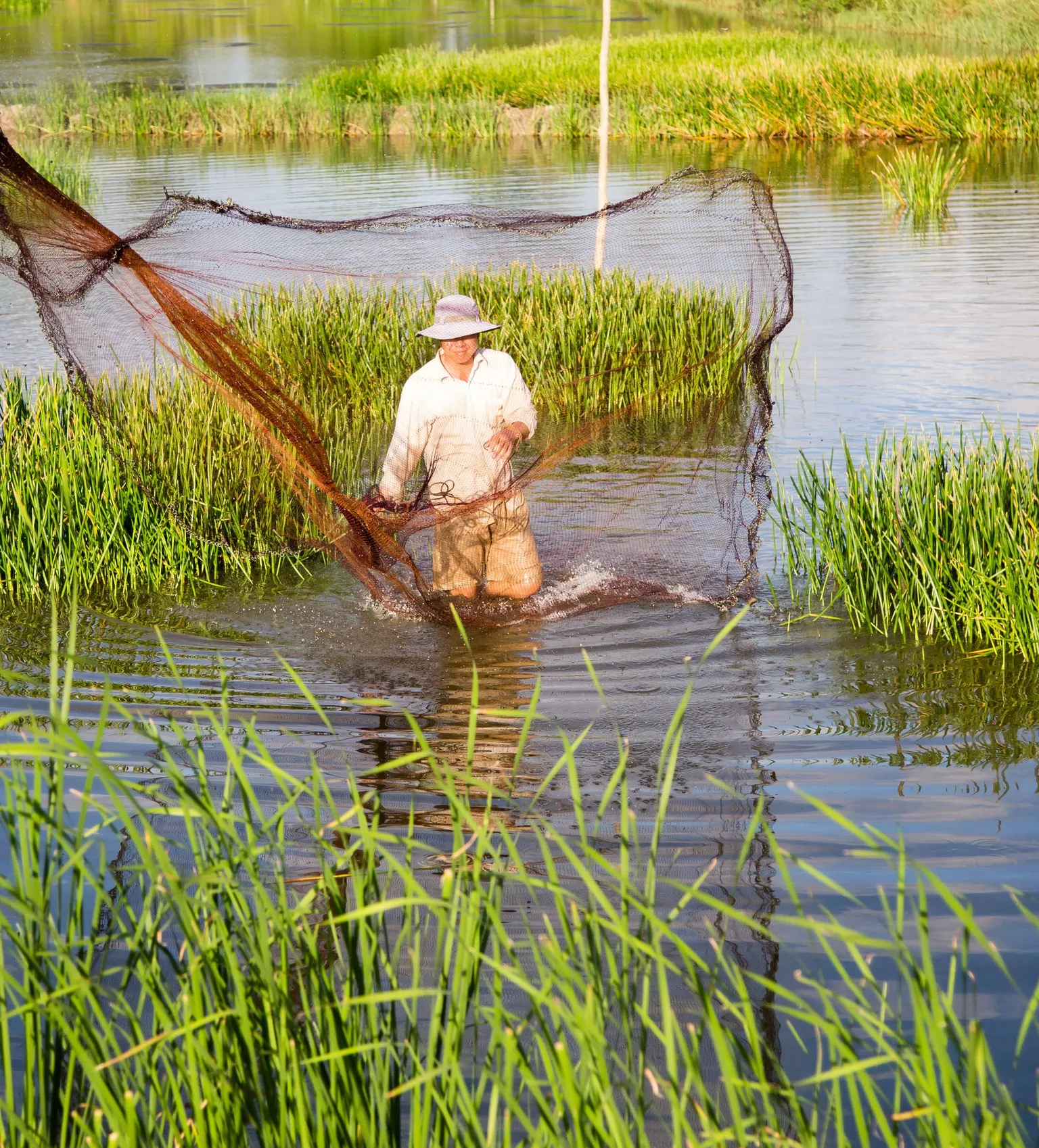 SNV integrates shrimp aquaculture with mangrove protection in Cà Mau, Vietnam