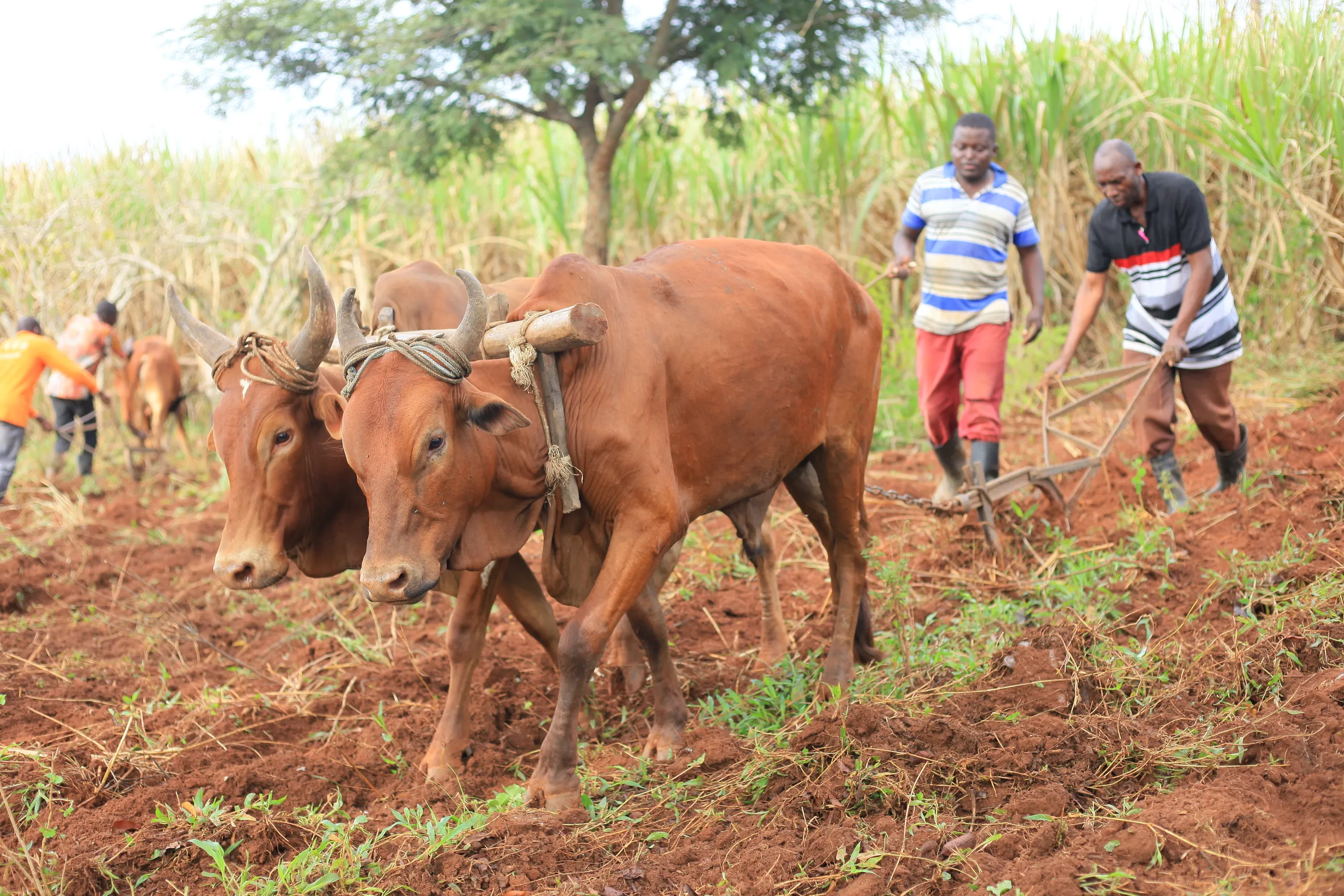 Practical Animal Traction Training in progress