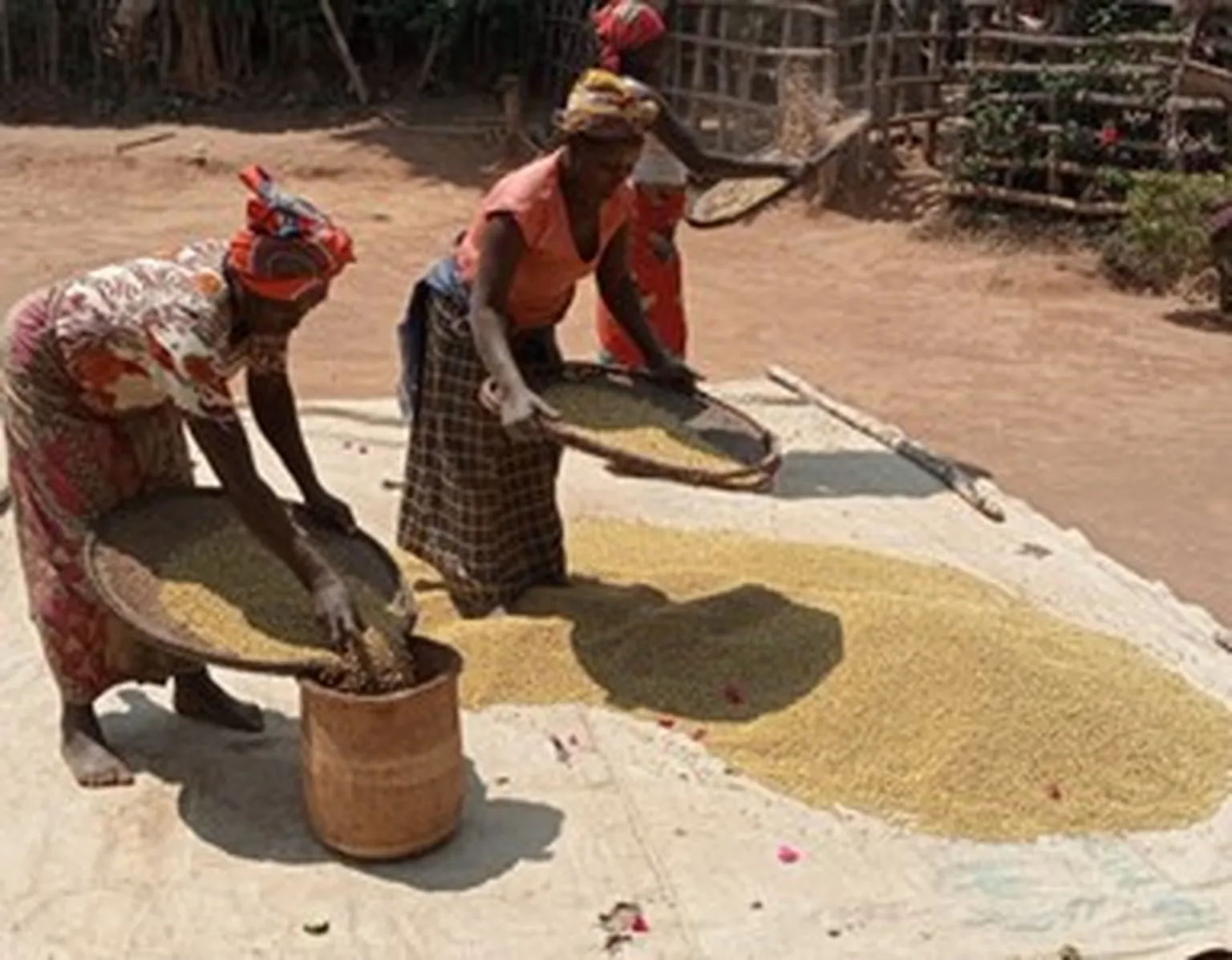 Women sorting Daniel’s soybean produce