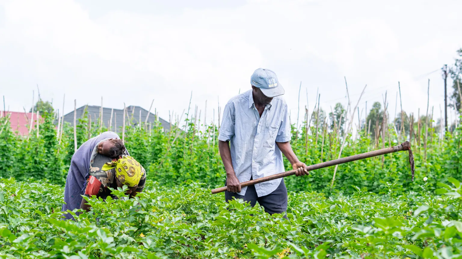 Farmers working on potato farm