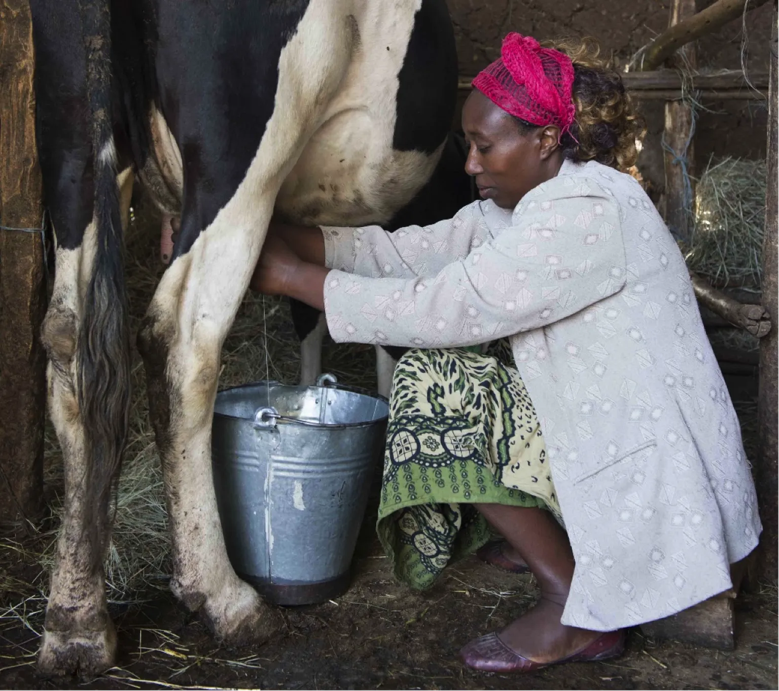 Every day is a celebration for Ethiopian dairy women