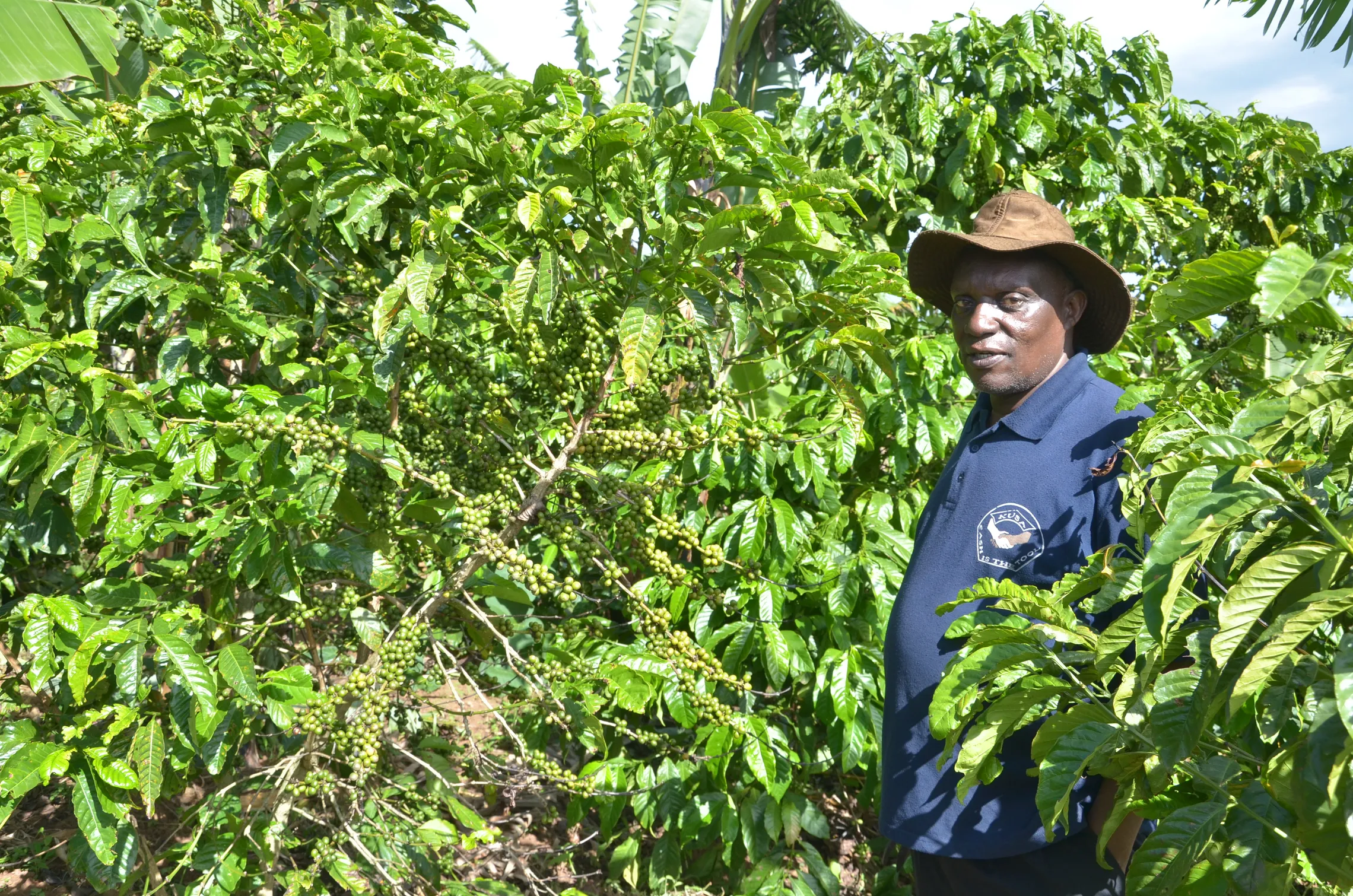 A farmer shows off his healthy bio-slurry fed coffee plants 