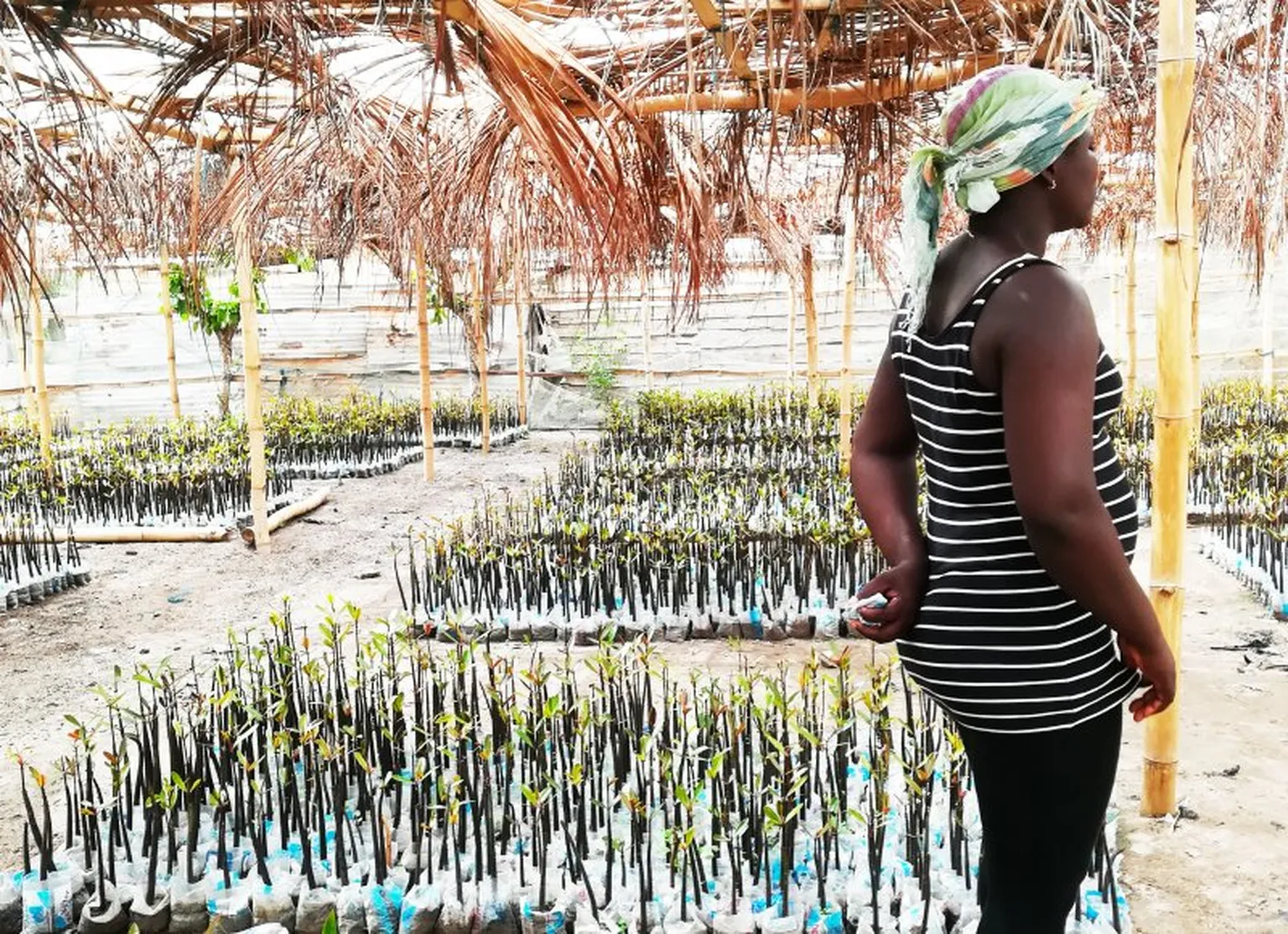 Beneficiary with newly planted mangroves