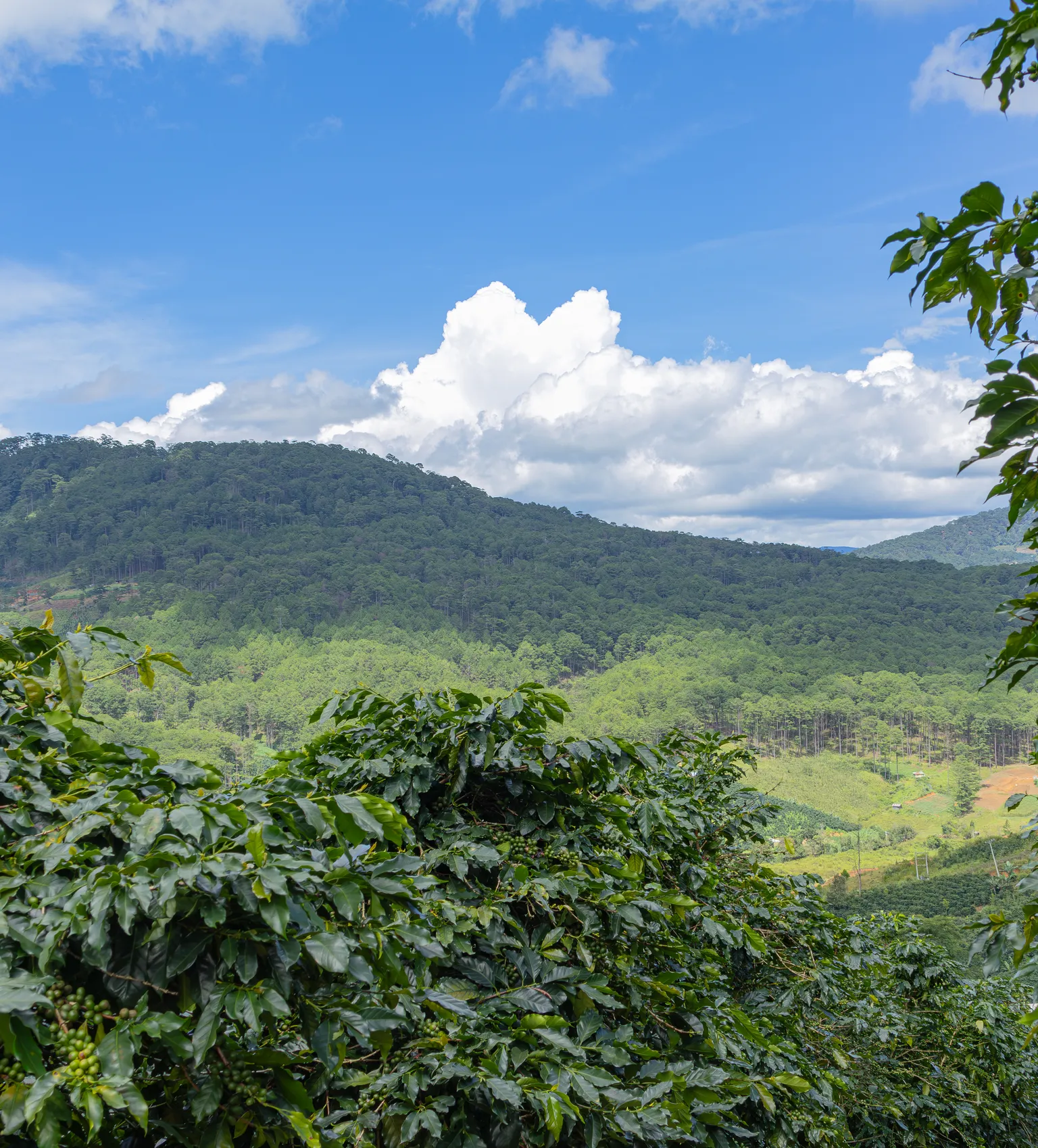 Coffee farm in Vietnam