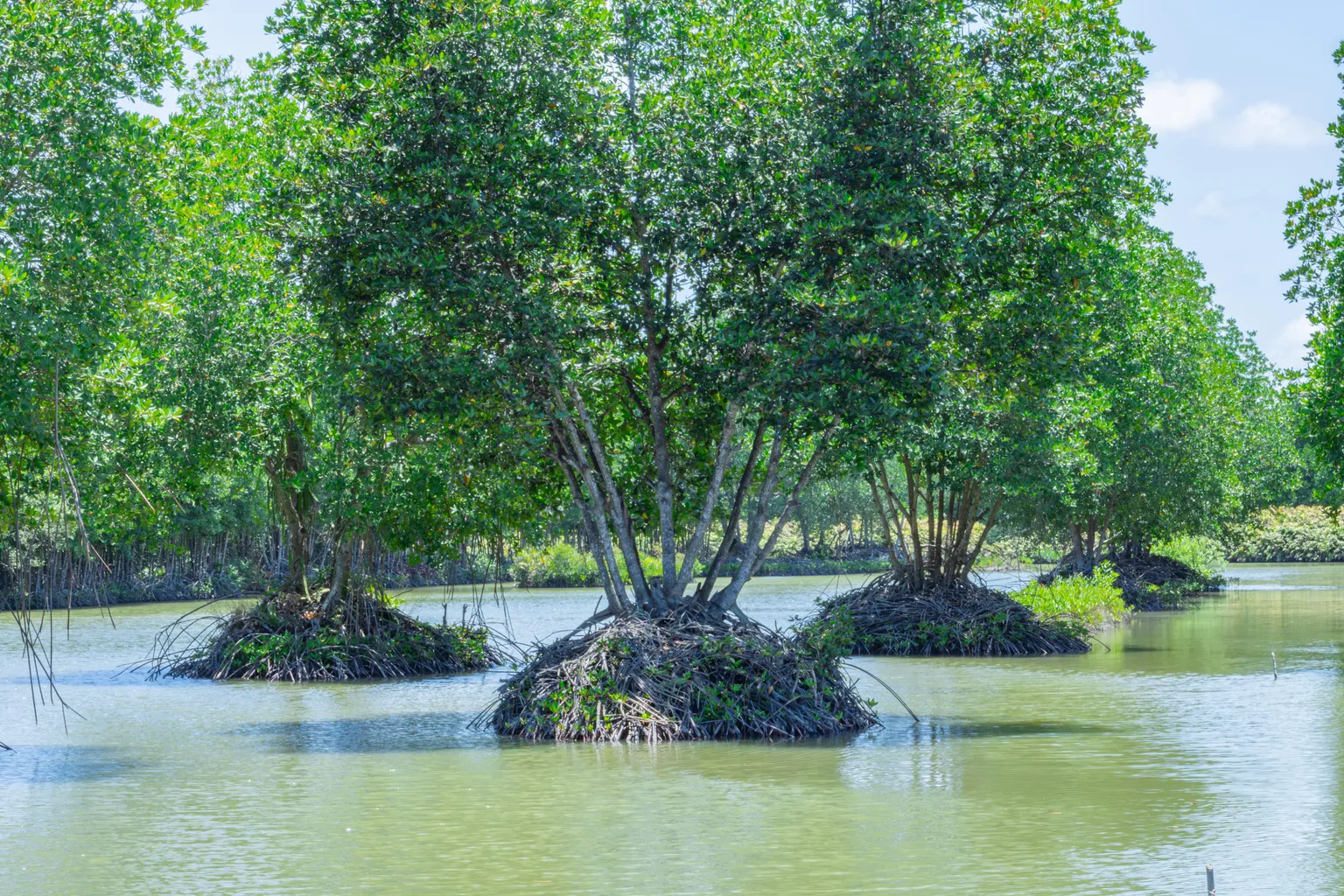 Mekong Delta mangroves
