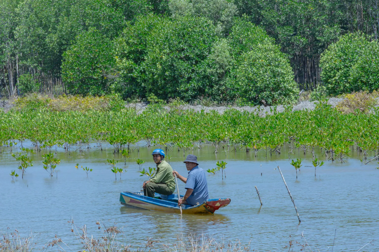 Shrimp farmes in boat surrounded by mangroves