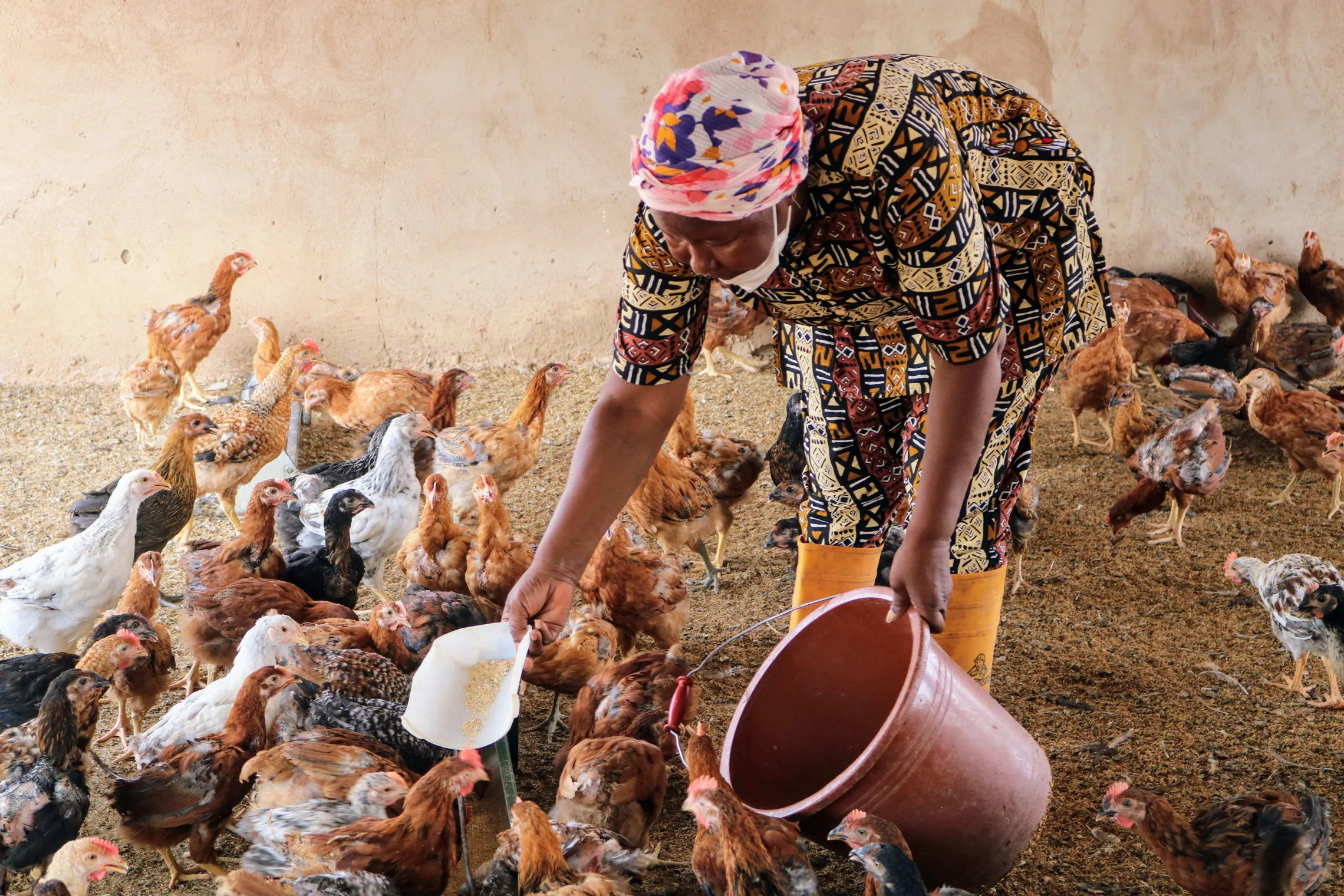 A bird farmer in her poultry