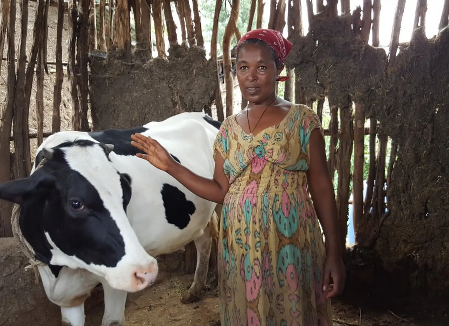 The EDGET project works with smallholder dairy farmers in Ethiopia