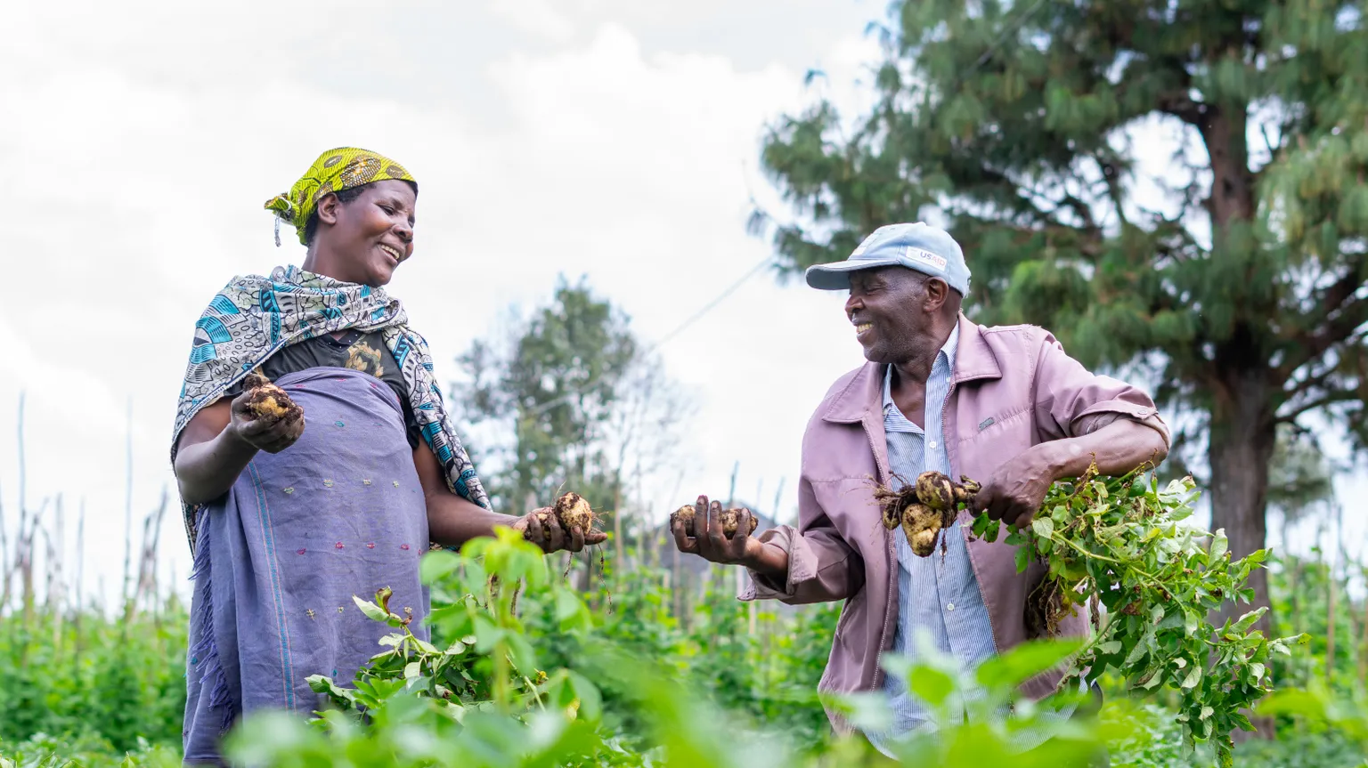 Potato farmers in Uganda