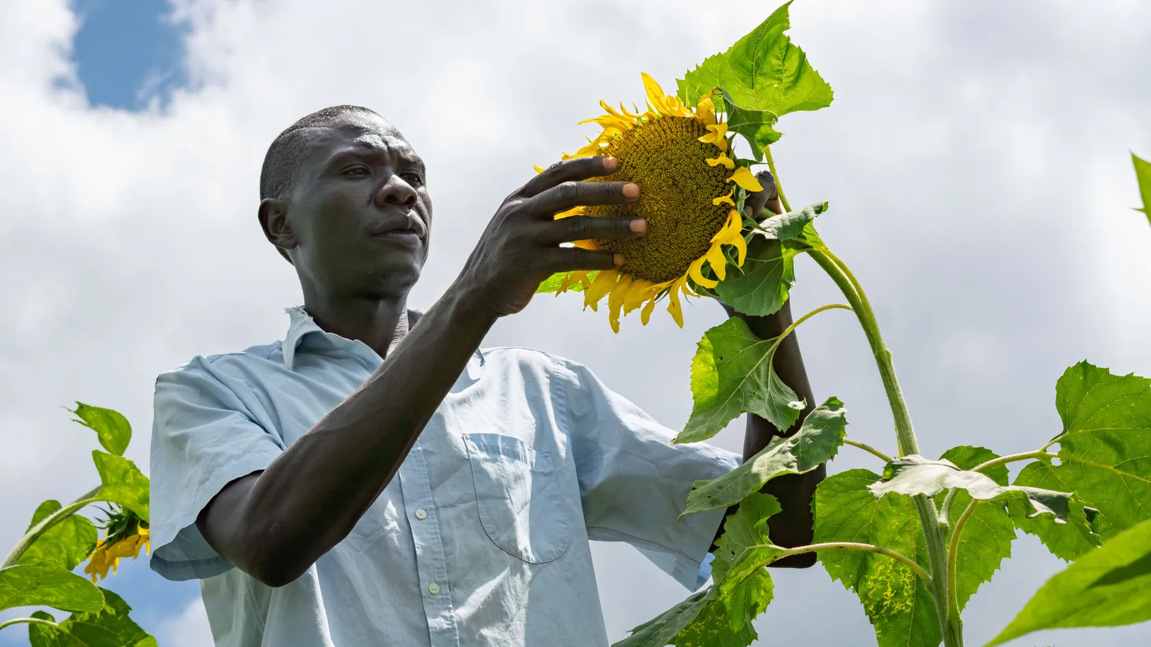A man in a light blue shirt examines a large sunflower under a cloudy sky, surrounded by green leaves.