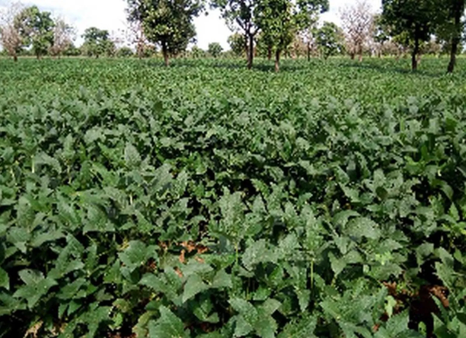 Vines of yam