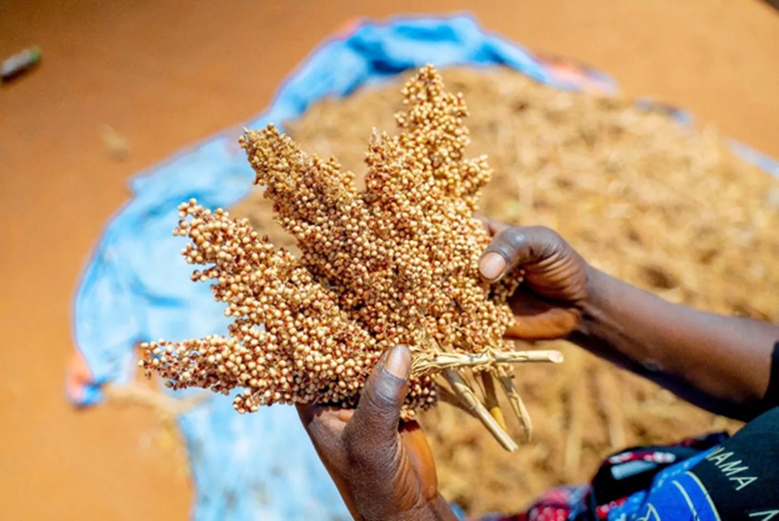 Crop Insurance