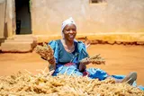 Crop Insurance