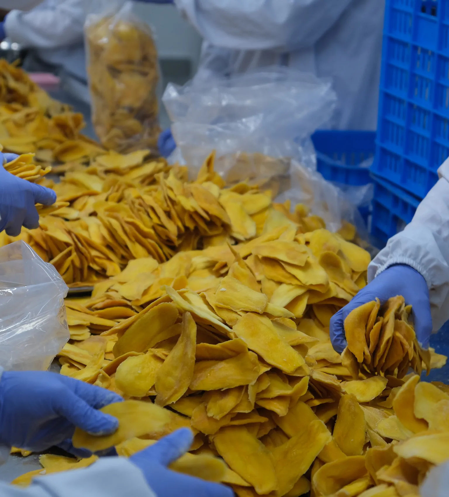 Dried mango procesing in Cambodia