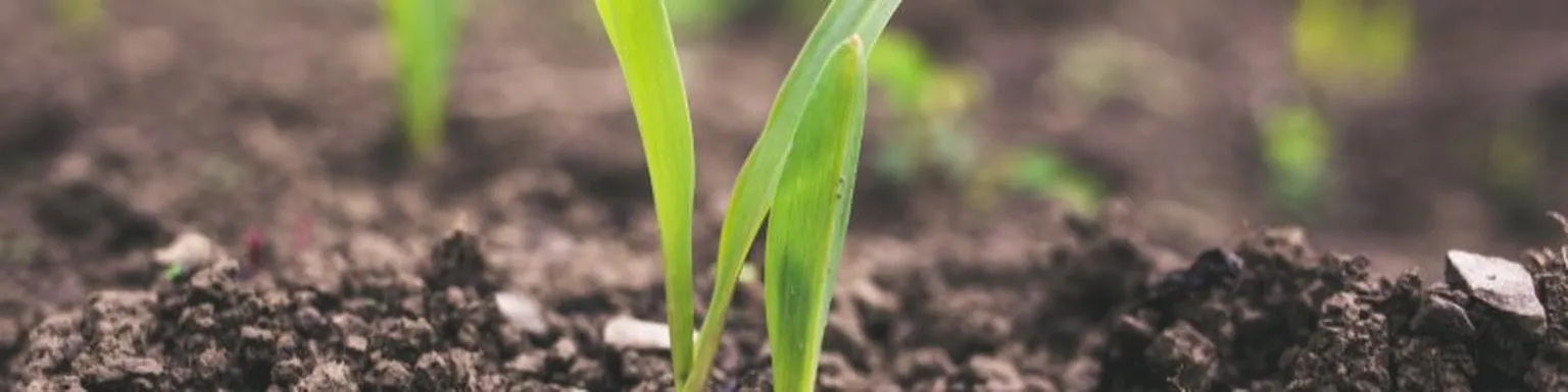 Plant growing from soil