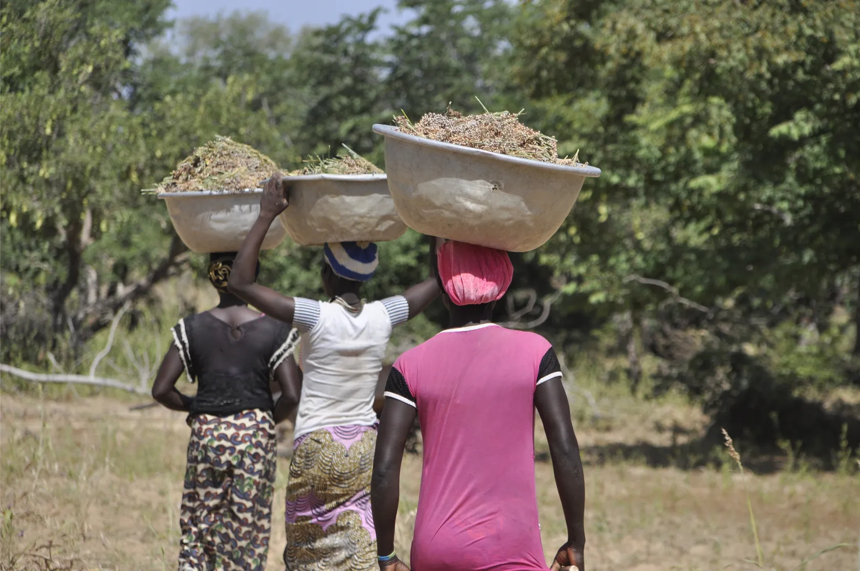 Three women walk through a field carrying large basins filled with harvested crops on their heads, with trees and vegetation in the background.