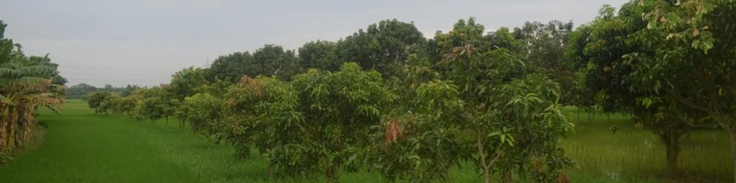 Certified & Safe: Improving consumer awareness and access to certified safe tomato and mango products