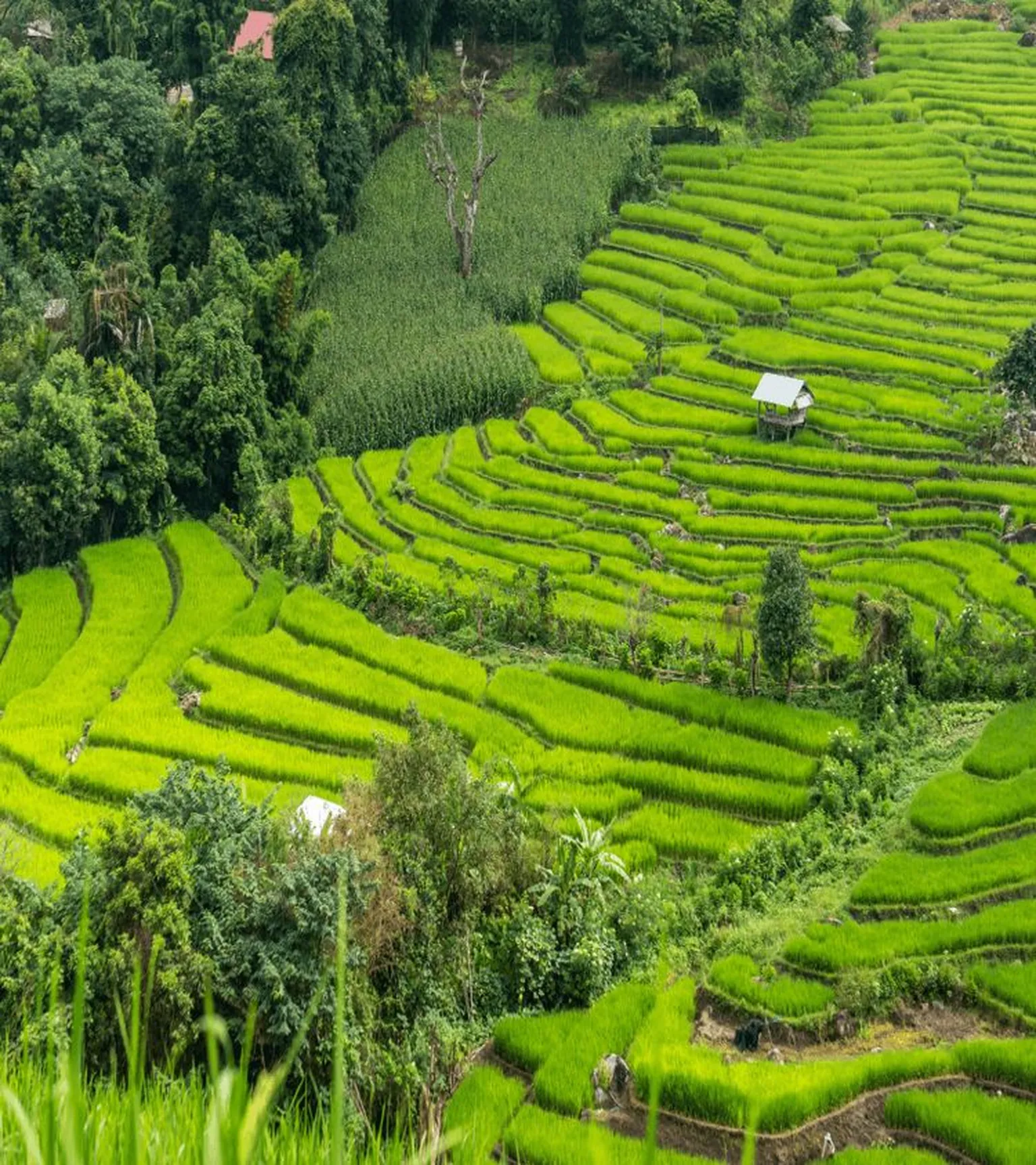 Rice fields in Vietnam