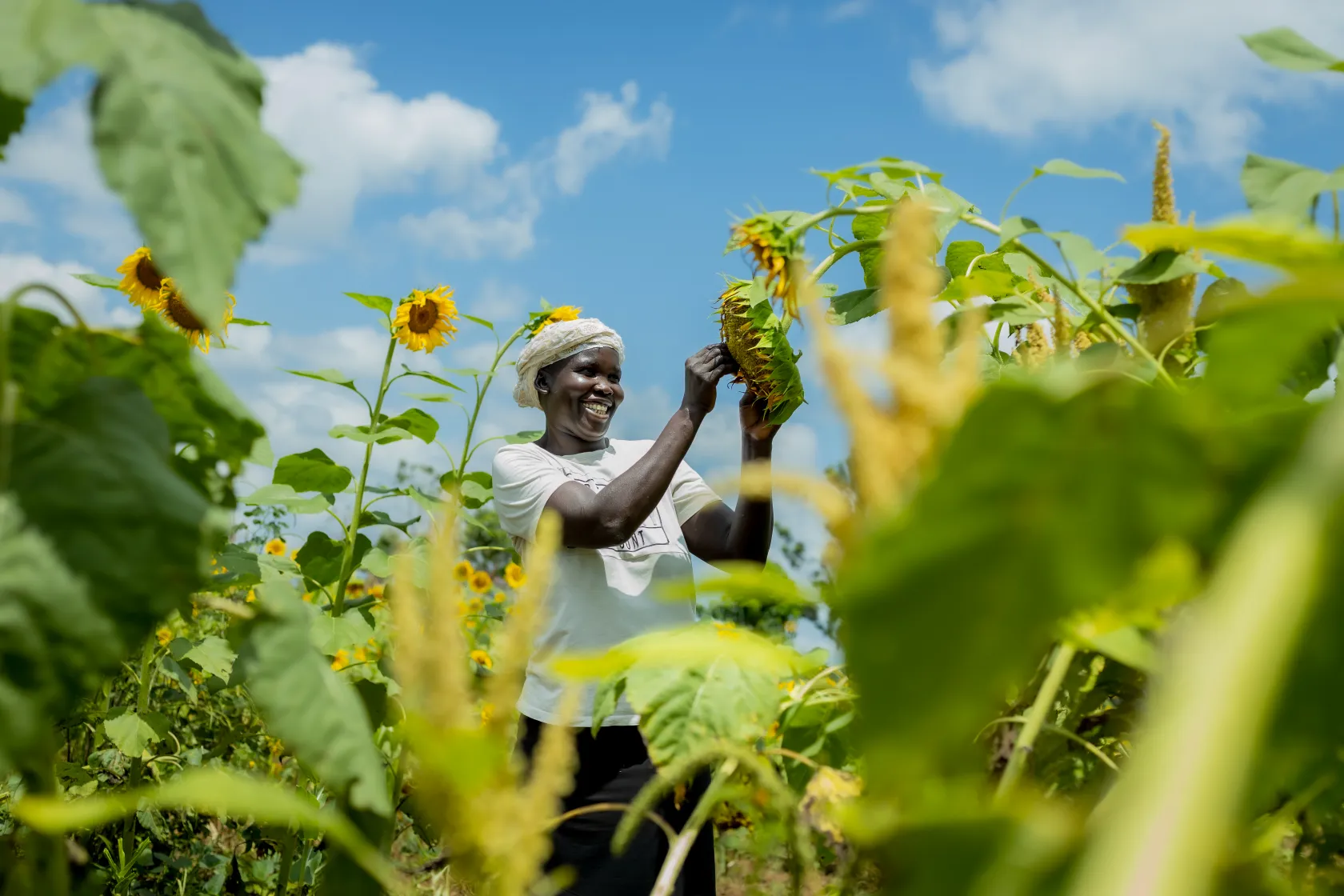 CRAFT sunflower