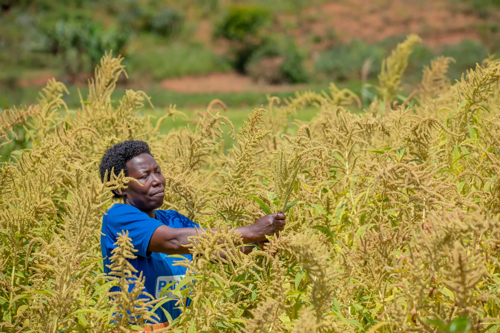 A person in a blue shirt stands amidst tall, golden crops, holding a plant, with a lush, green landscape in the background.