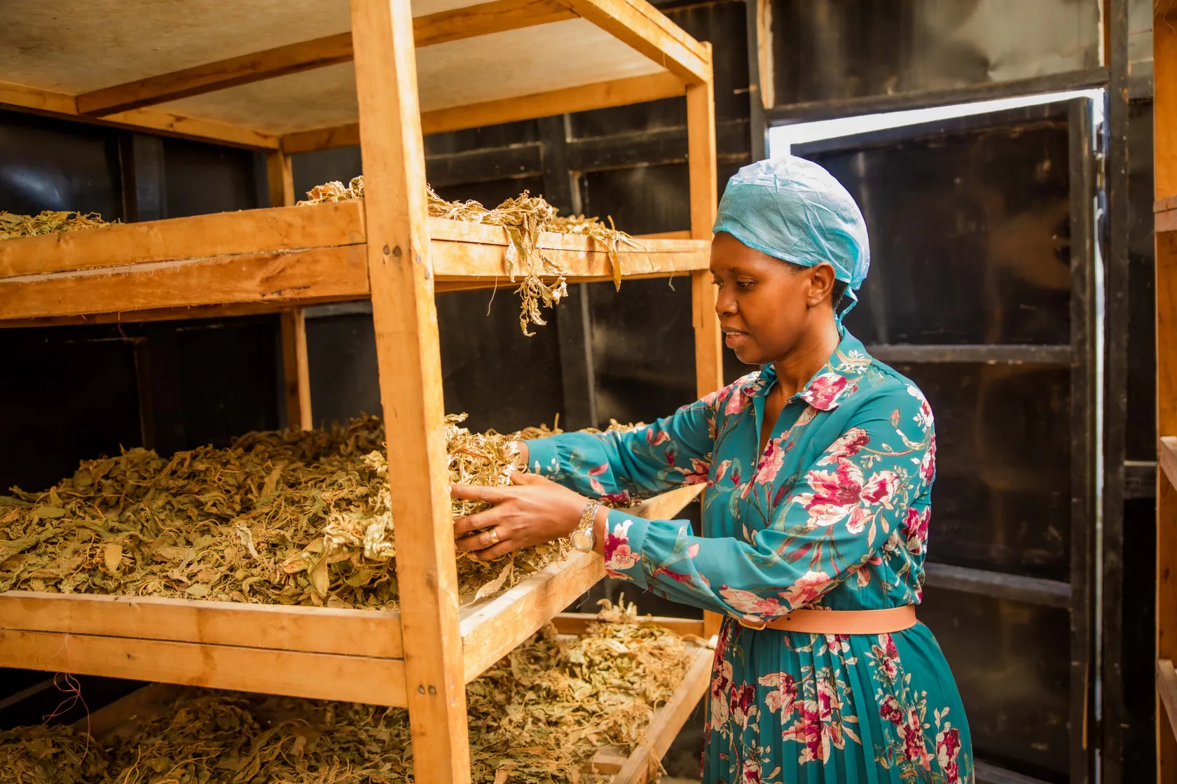 A woman tends to dried leaves of amarant on wooden racks in a drying room.