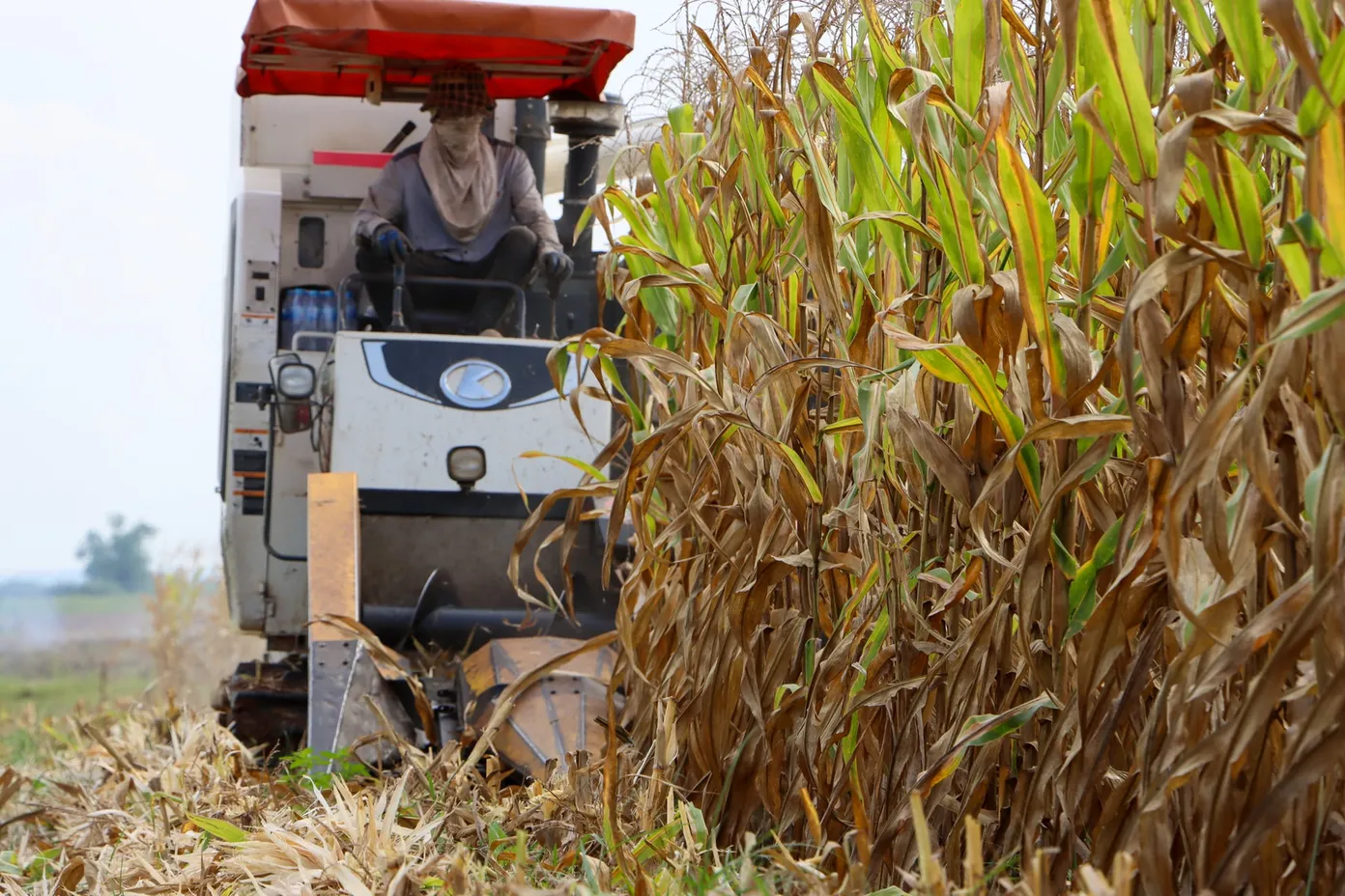 maize harvesting in cambodia