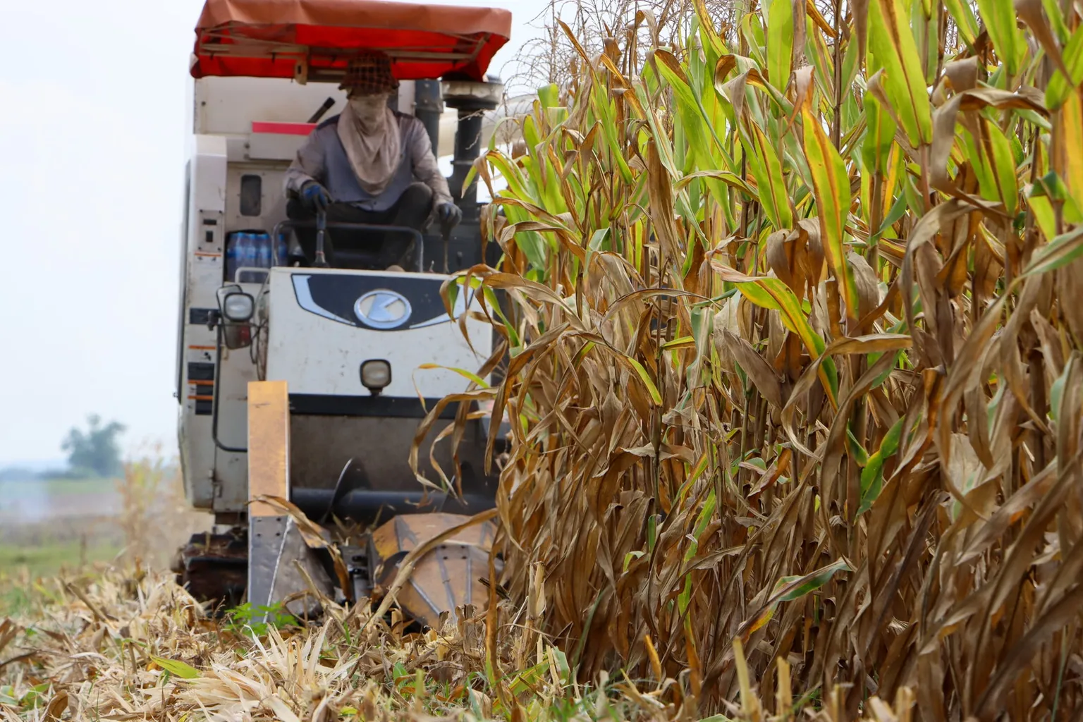 maize harvesting in cambodia