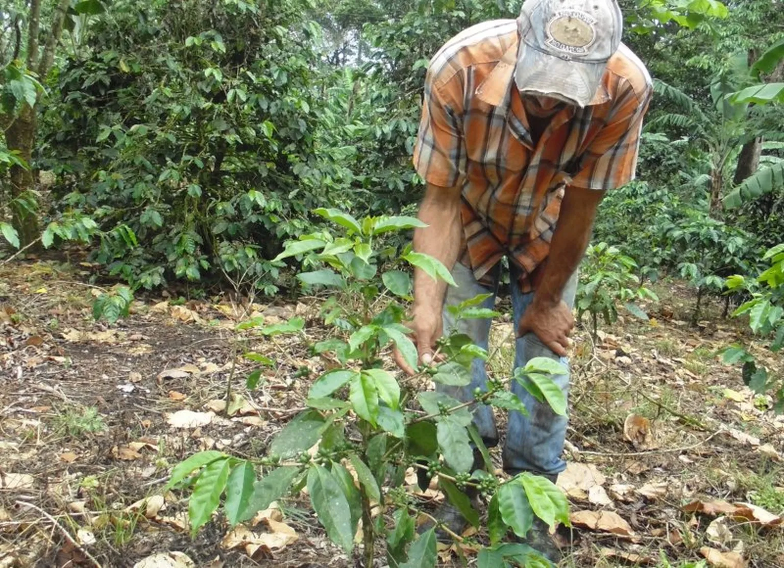 Socrates with a new coffee seedling