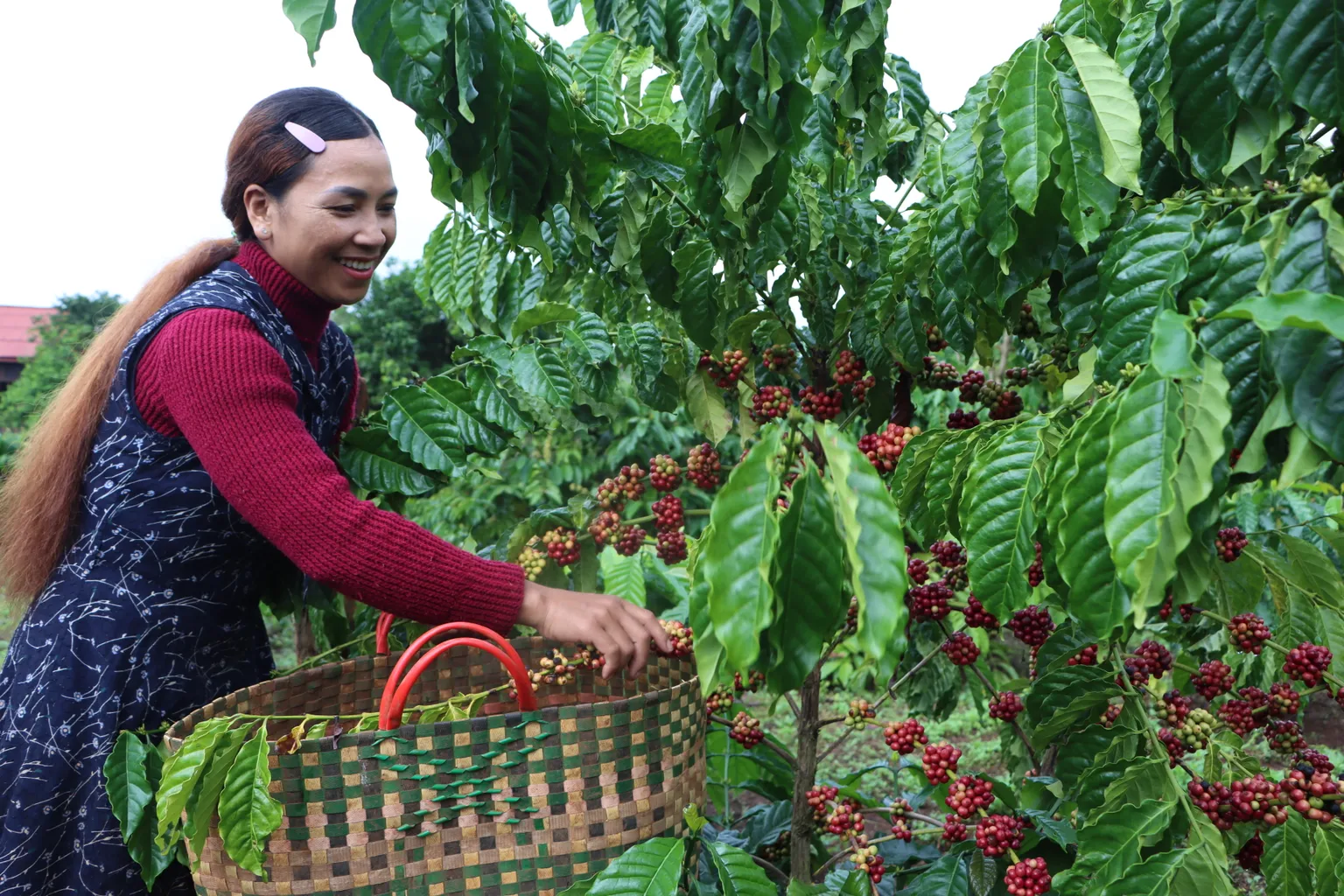Happy coffe farmer harvesting