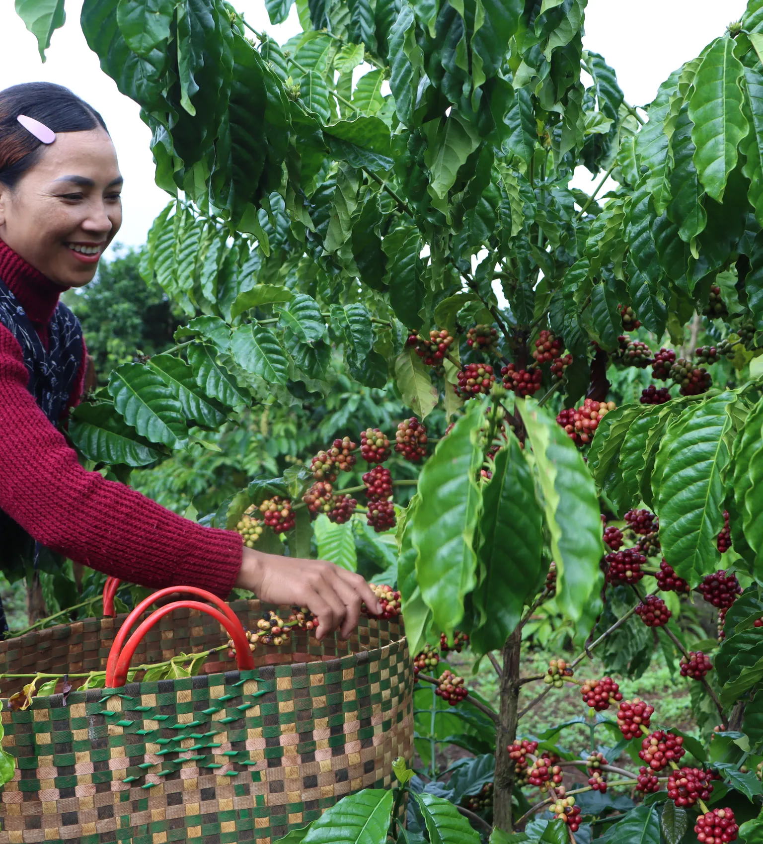 Happy coffe farmer harvesting
