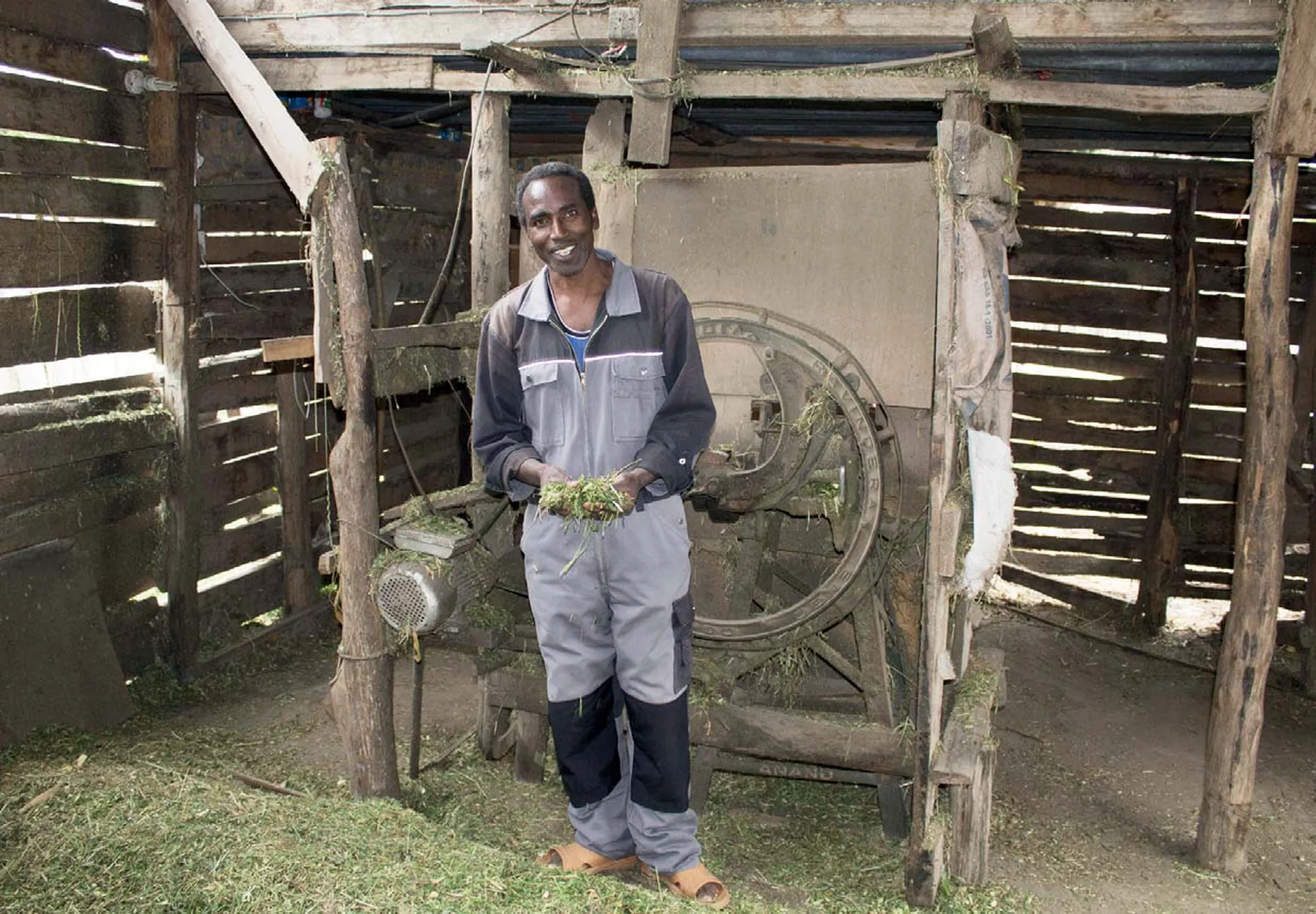 Mr. Wilson Konyoi with cut hay silage