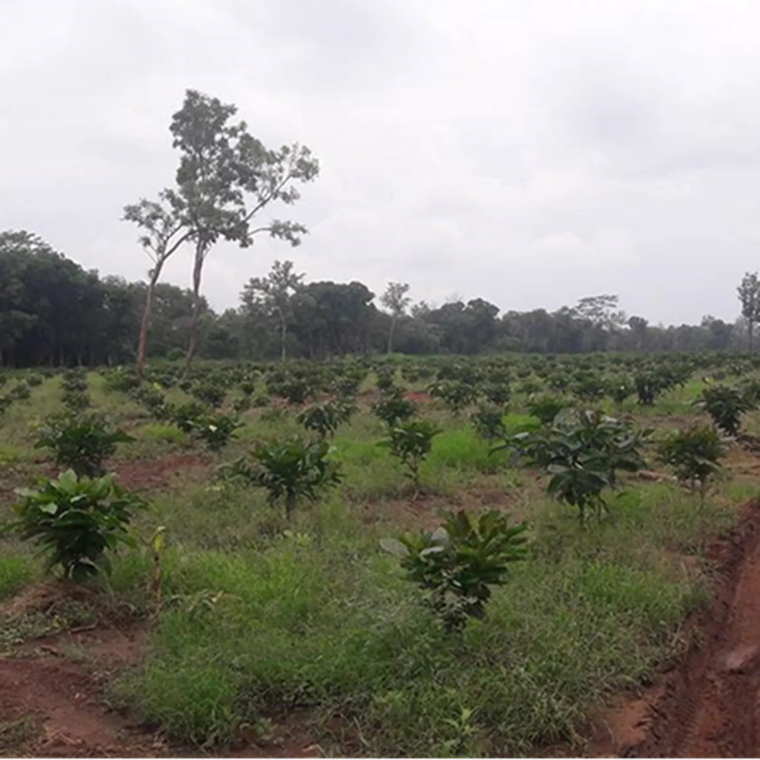 Young trees 