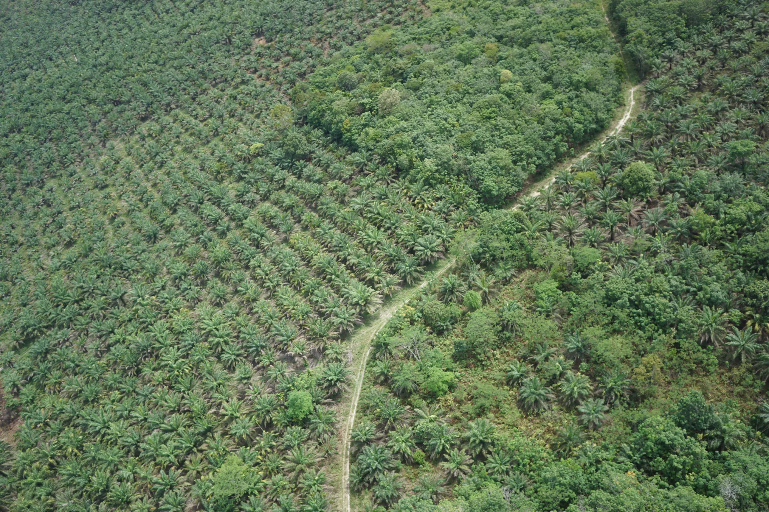 plantation