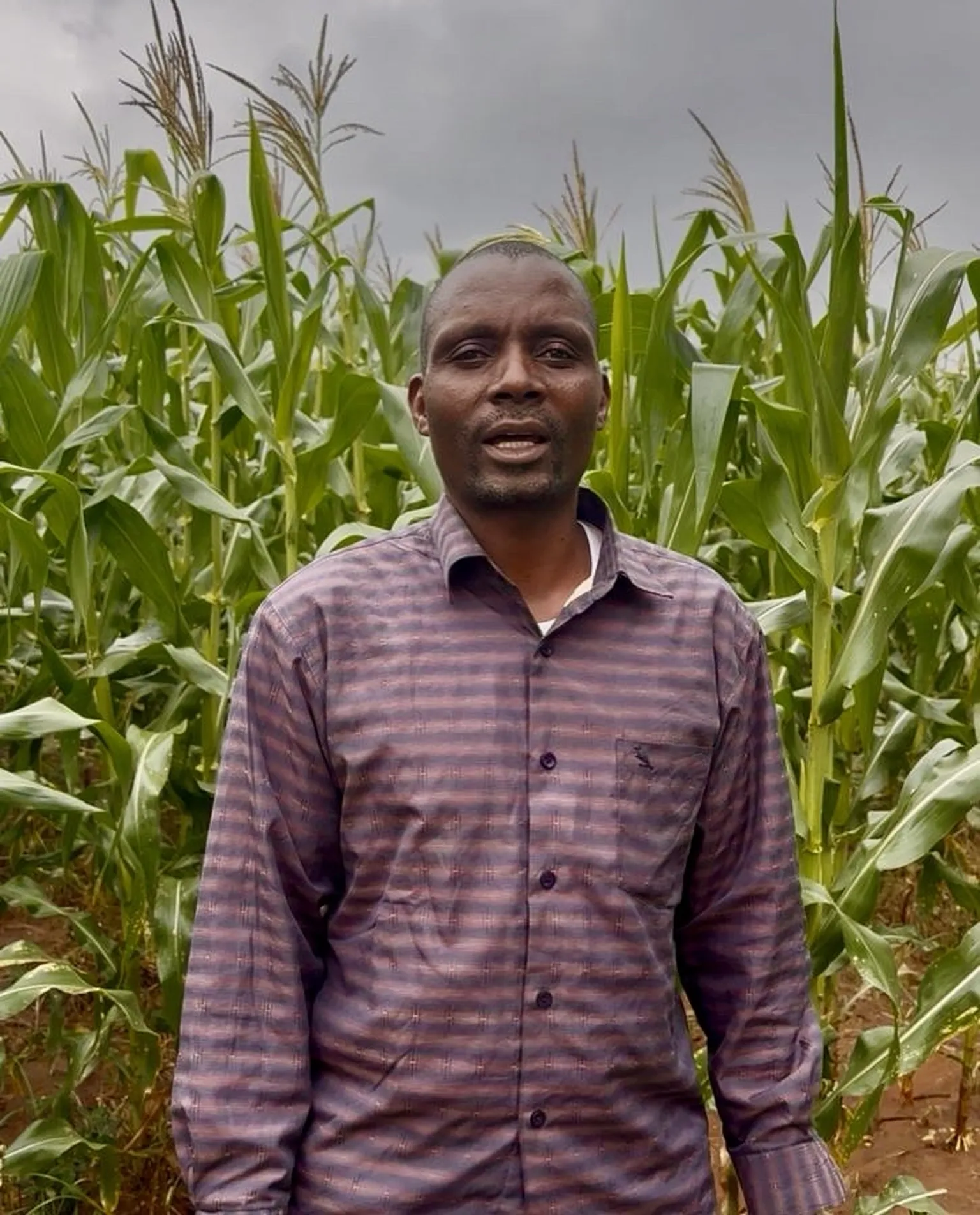 A man stands in a field of tall green corn plants under a cloudy sky, wearing a striped button-up shirt.
