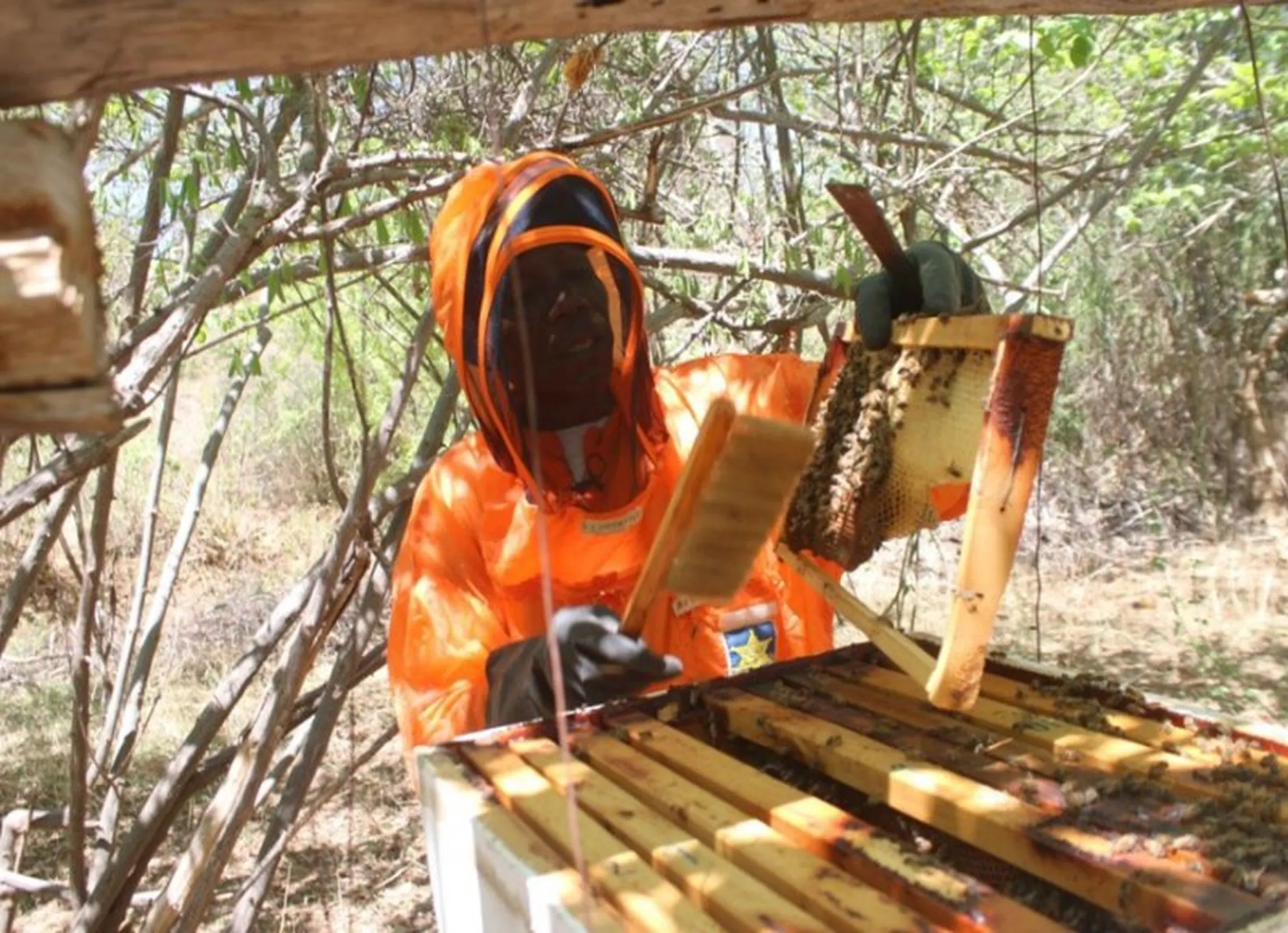 Munywoki inspecting one of the Langstroth hives in his apiary