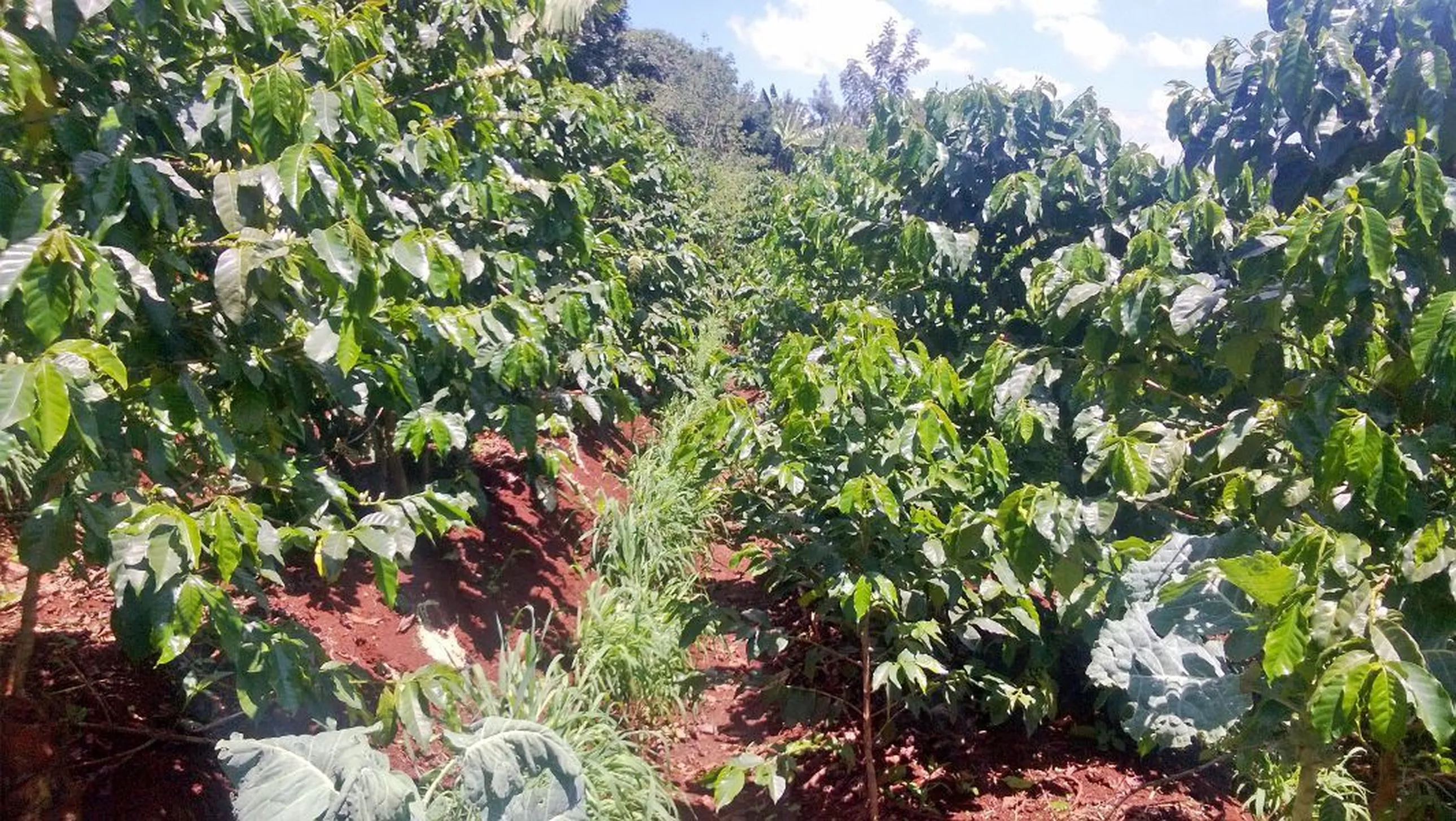 Coffee plant