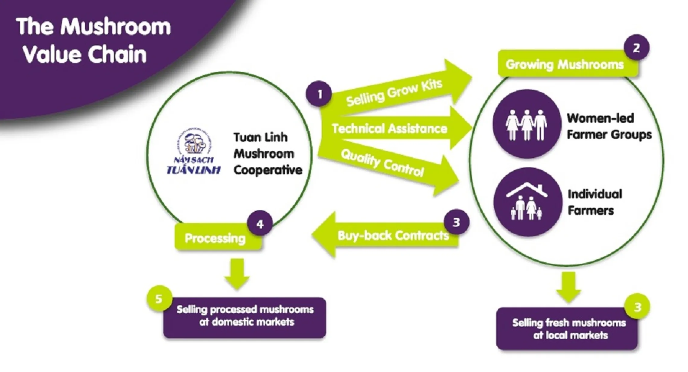 Different actors and steps in the mushroom value chain in Quang Binh province