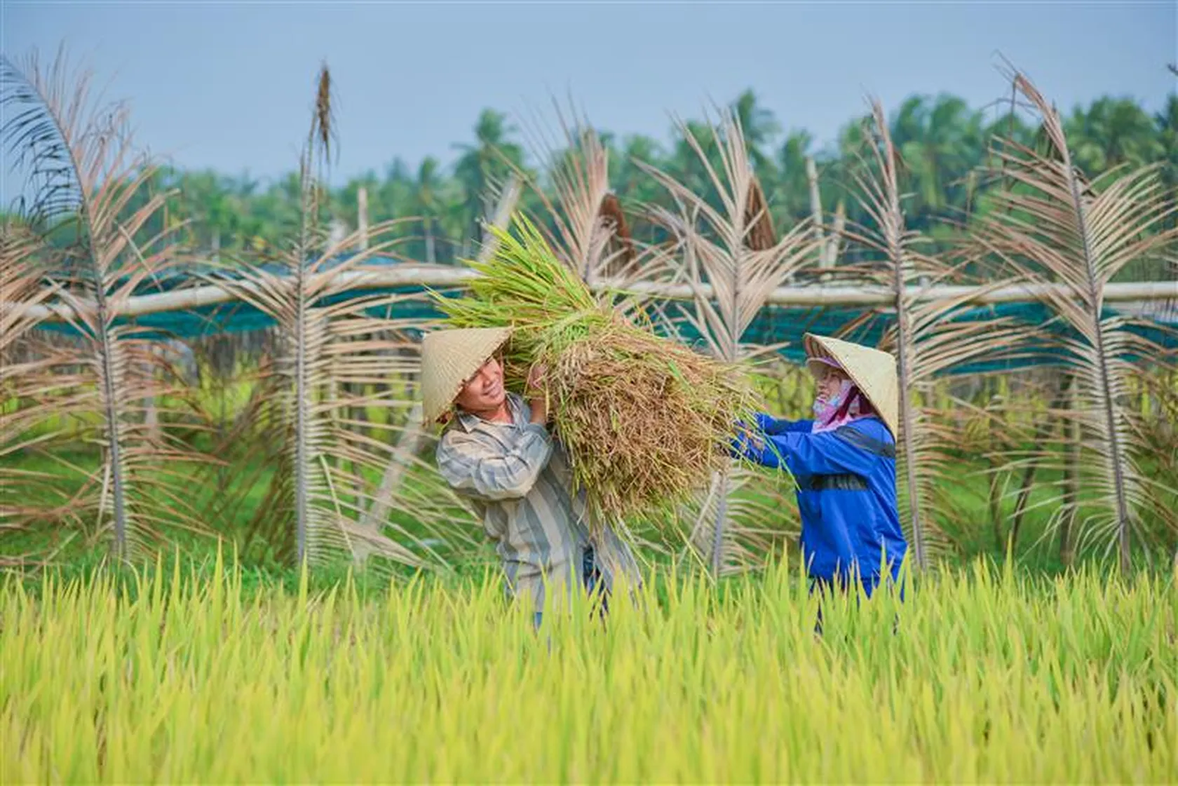 Two farmers wearing conical hats harvest rice in a field, surrounded by palm trees and lush greenery under a clear sky.