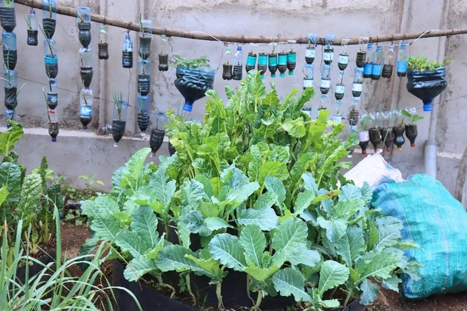 Urban container garden with dense leafy greens and rows of hanging upside-down plastic bottle planters suspended from a wooden pole.