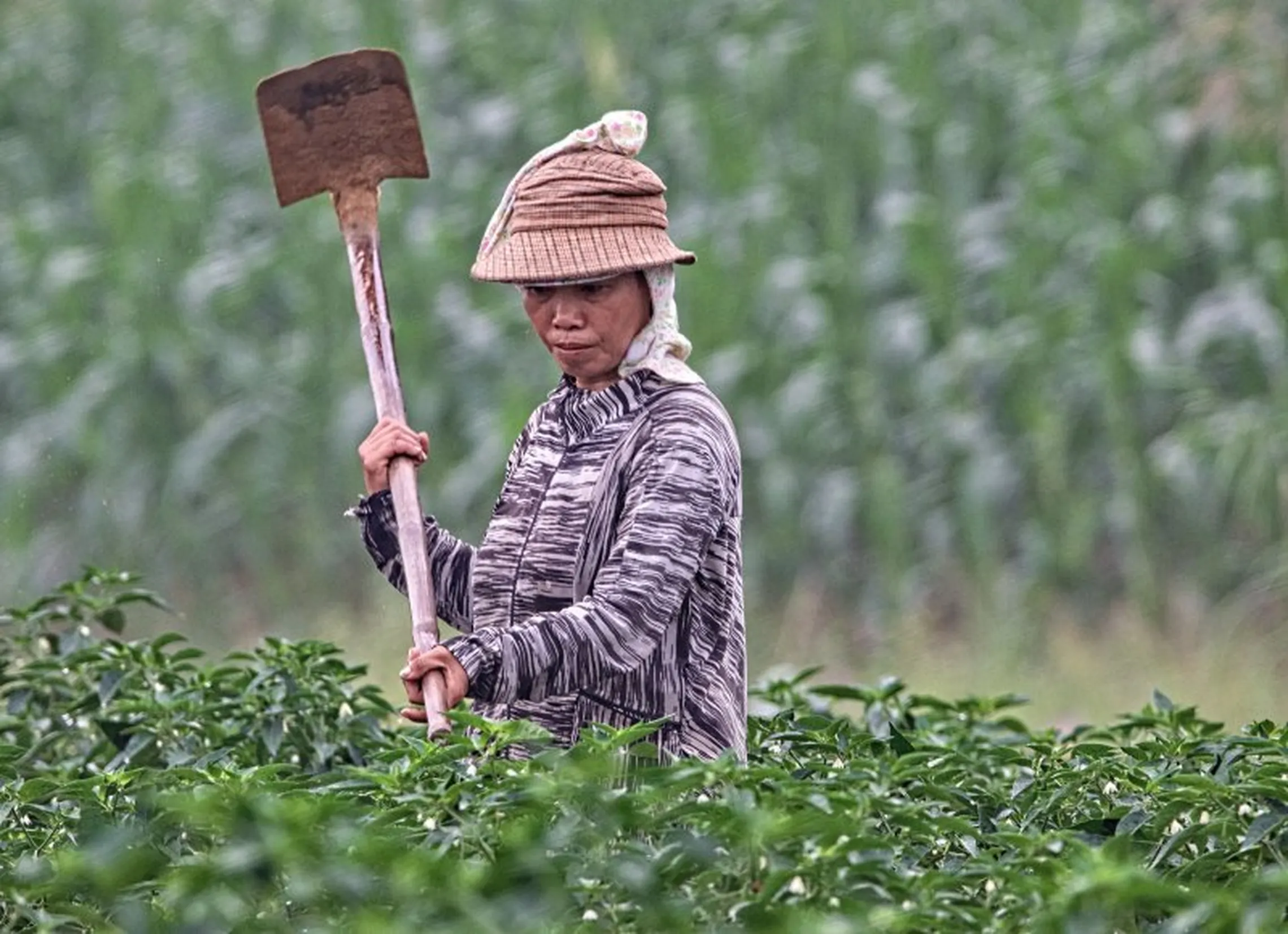 Woman with a shovel in a field.