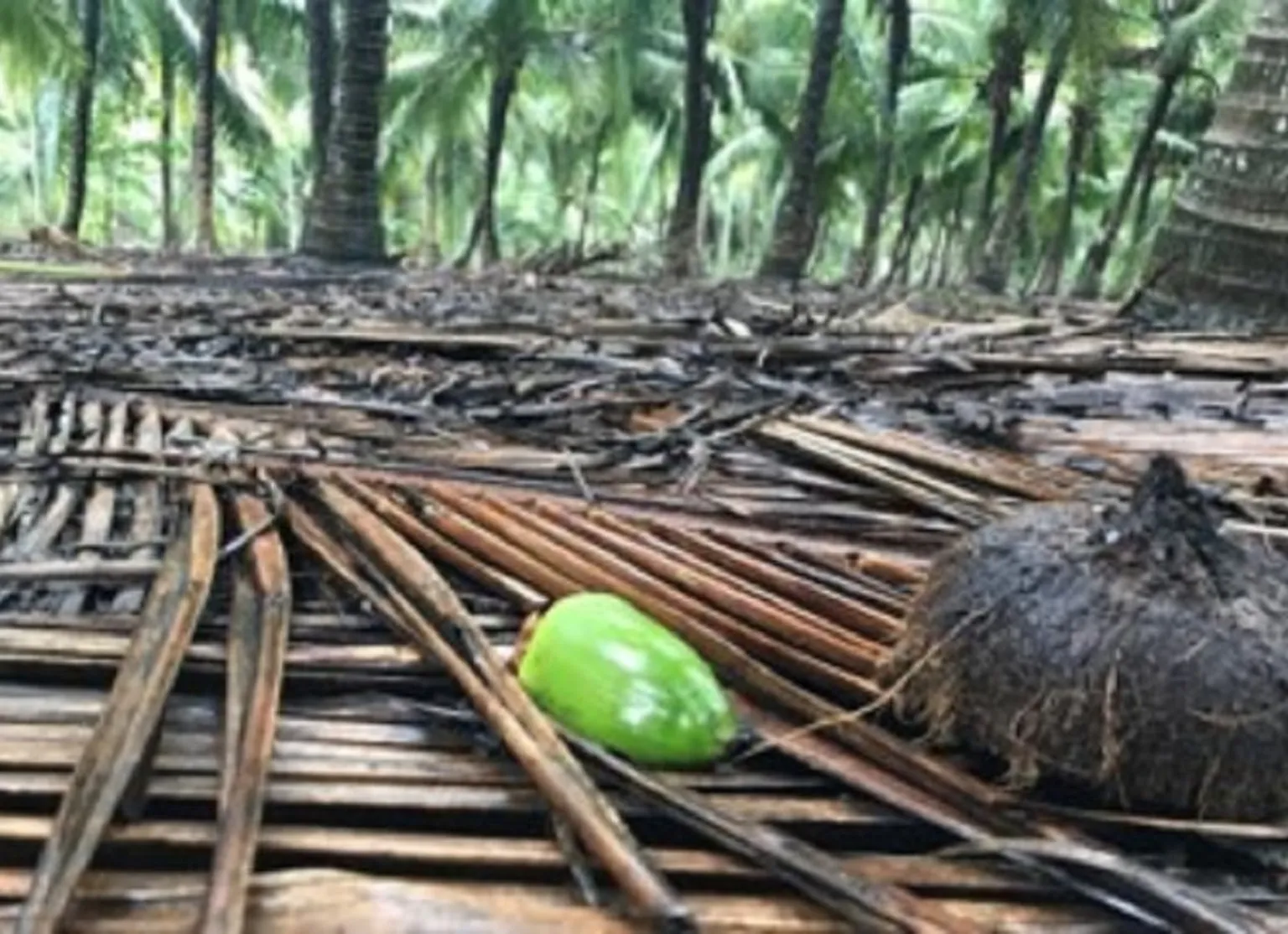 Salinity resilient crops