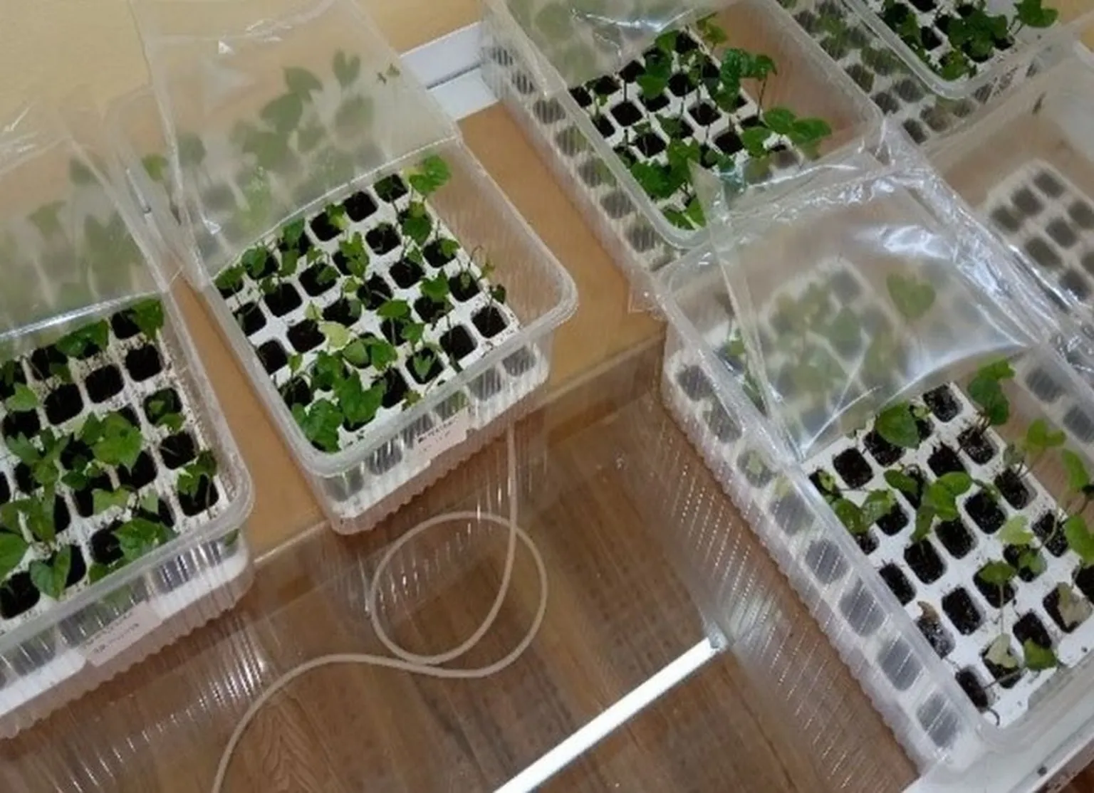 Tissue culture laboratory