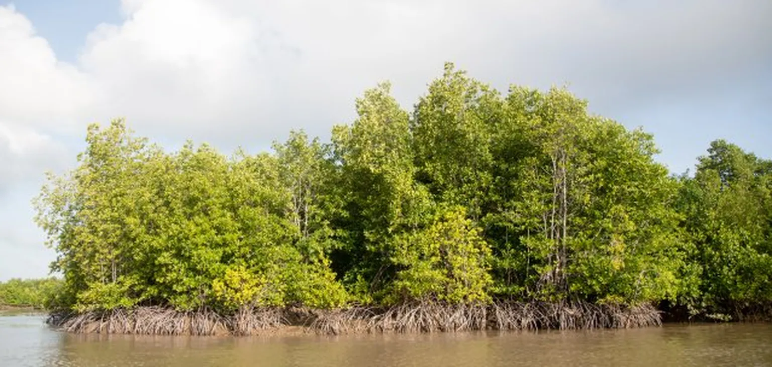 Trees next to lake