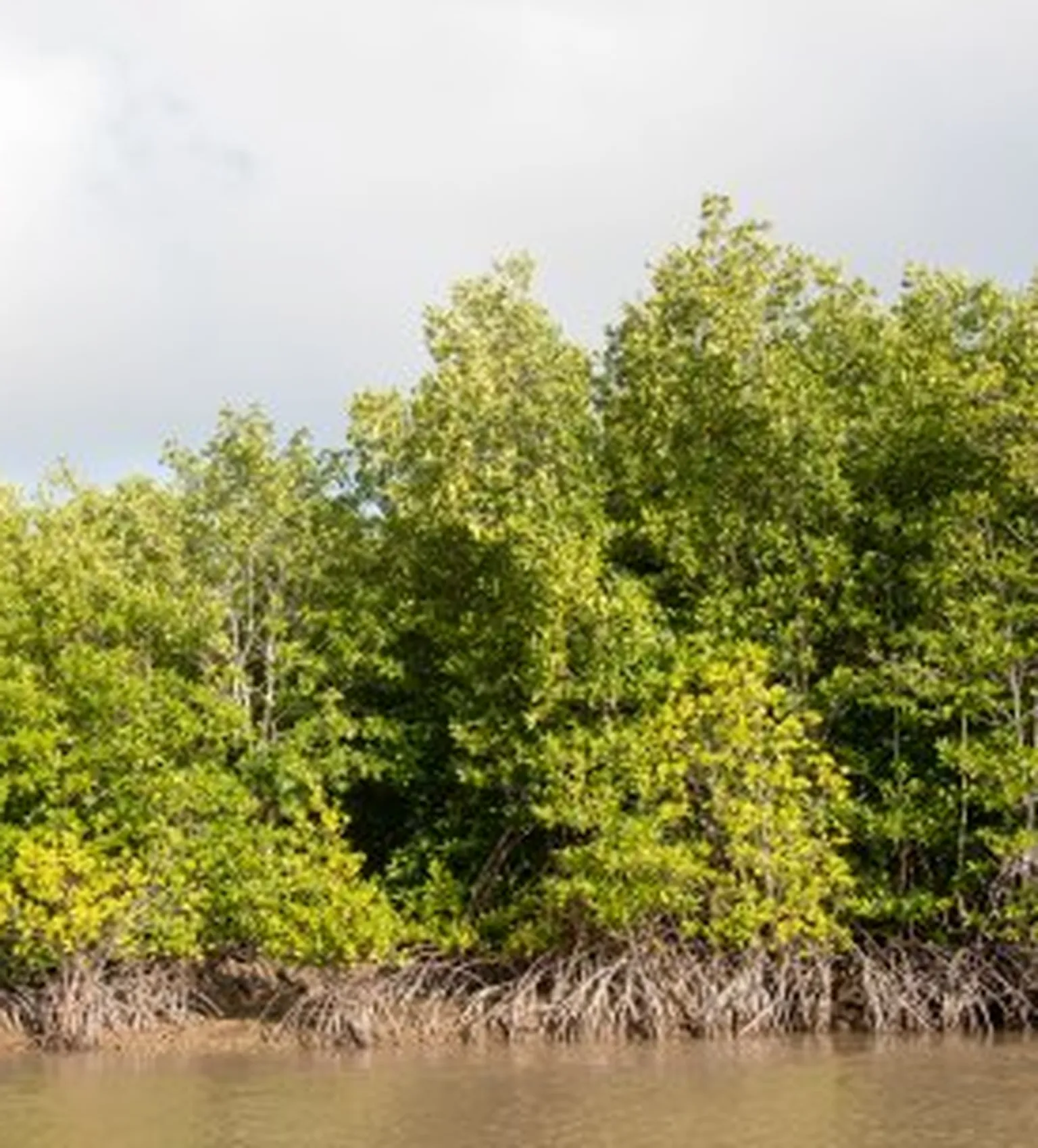 Trees next to lake