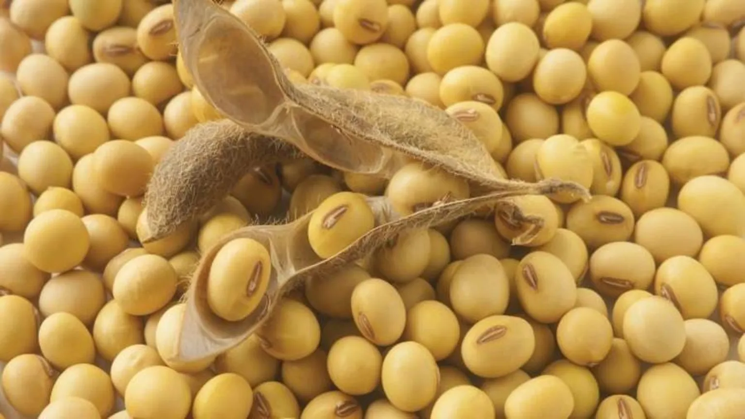 Uganda Soybean and Climate Risks