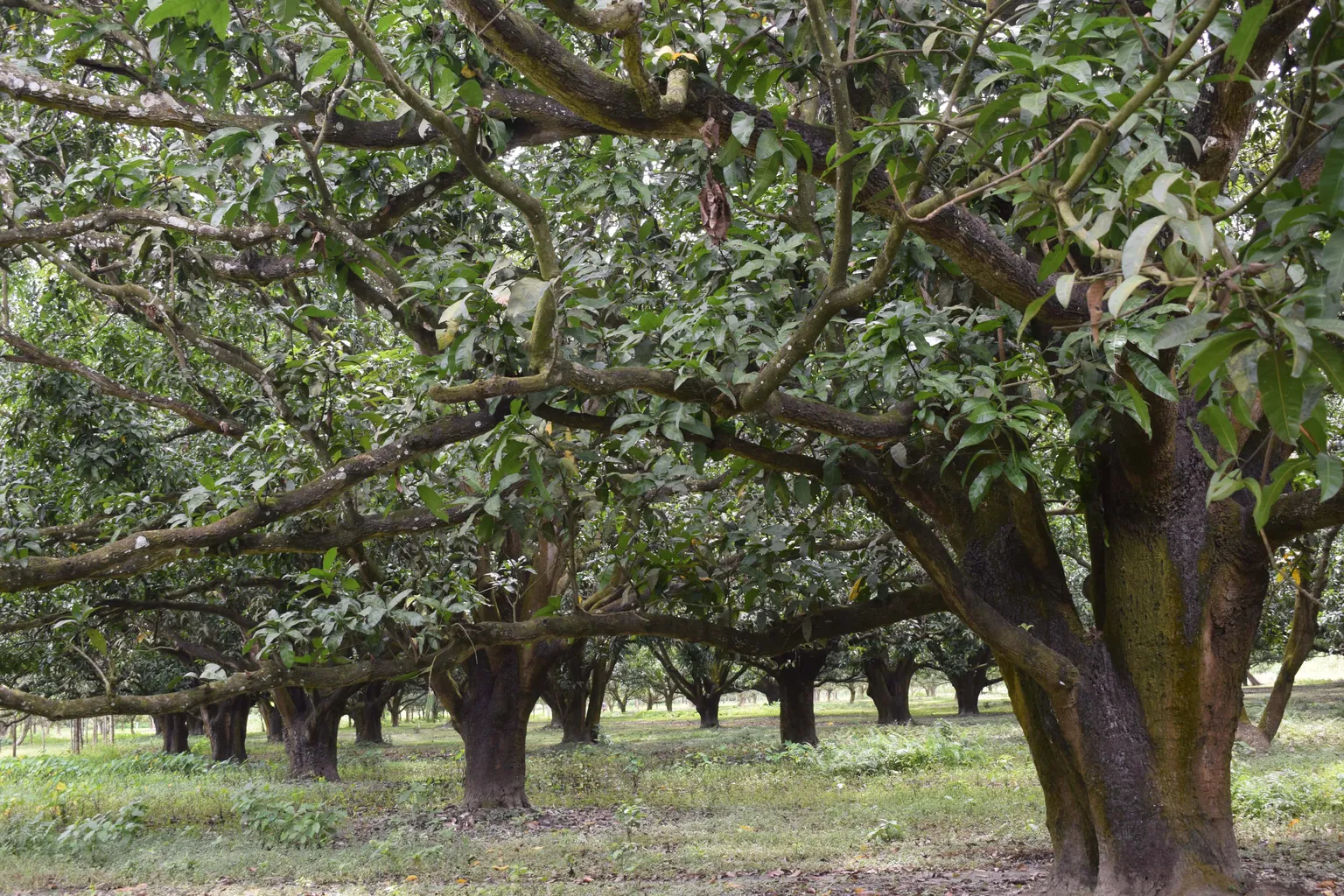 How are good agricultural practices meaningful for safe production of mango and tomato?