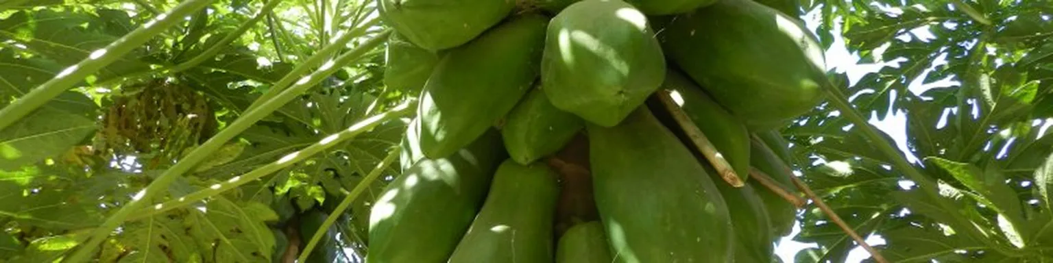 Greens